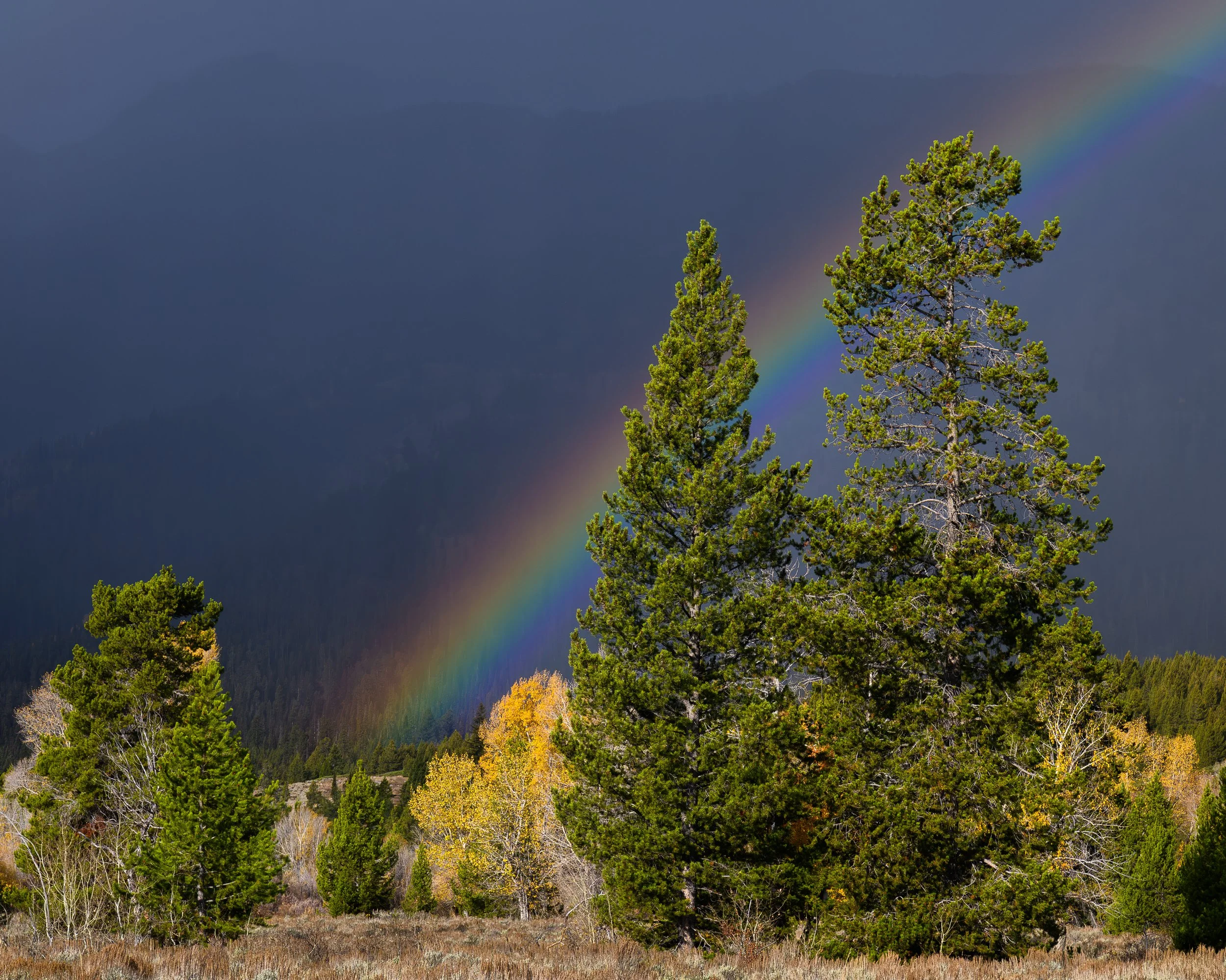 Pot of Aspen Gold - Grand Teton NP