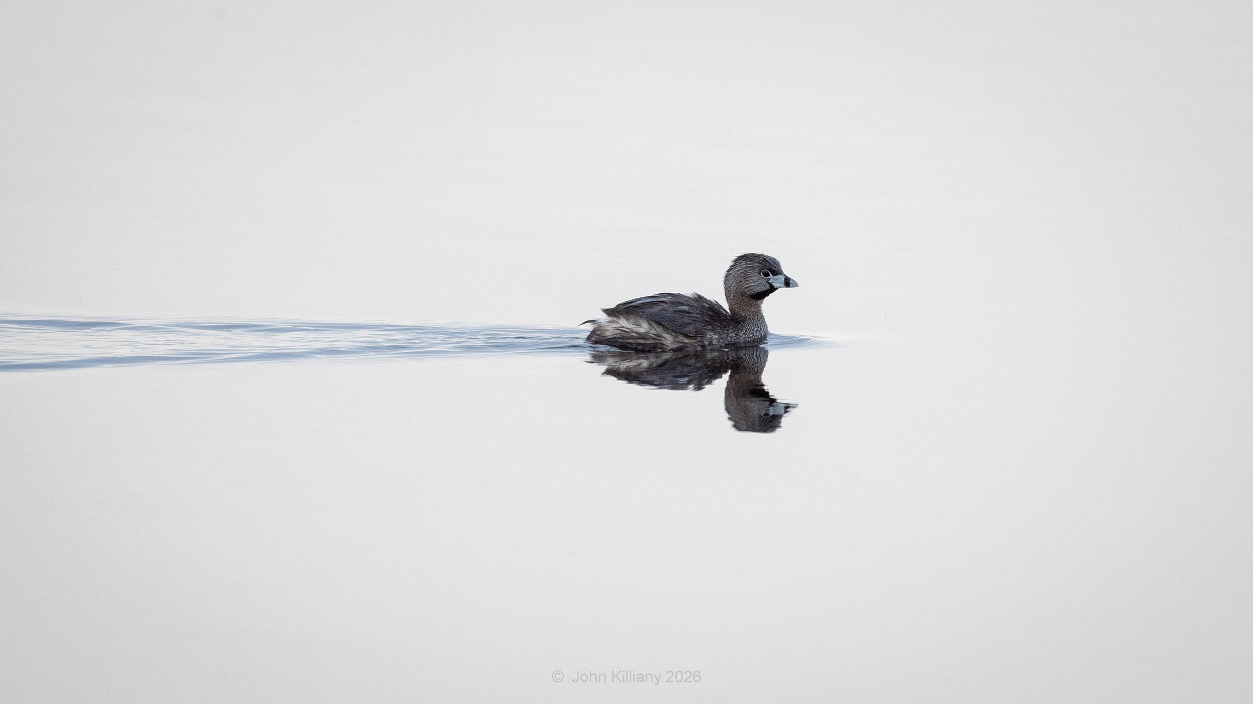 Pied-billed Grebe  - Montezuma NWR