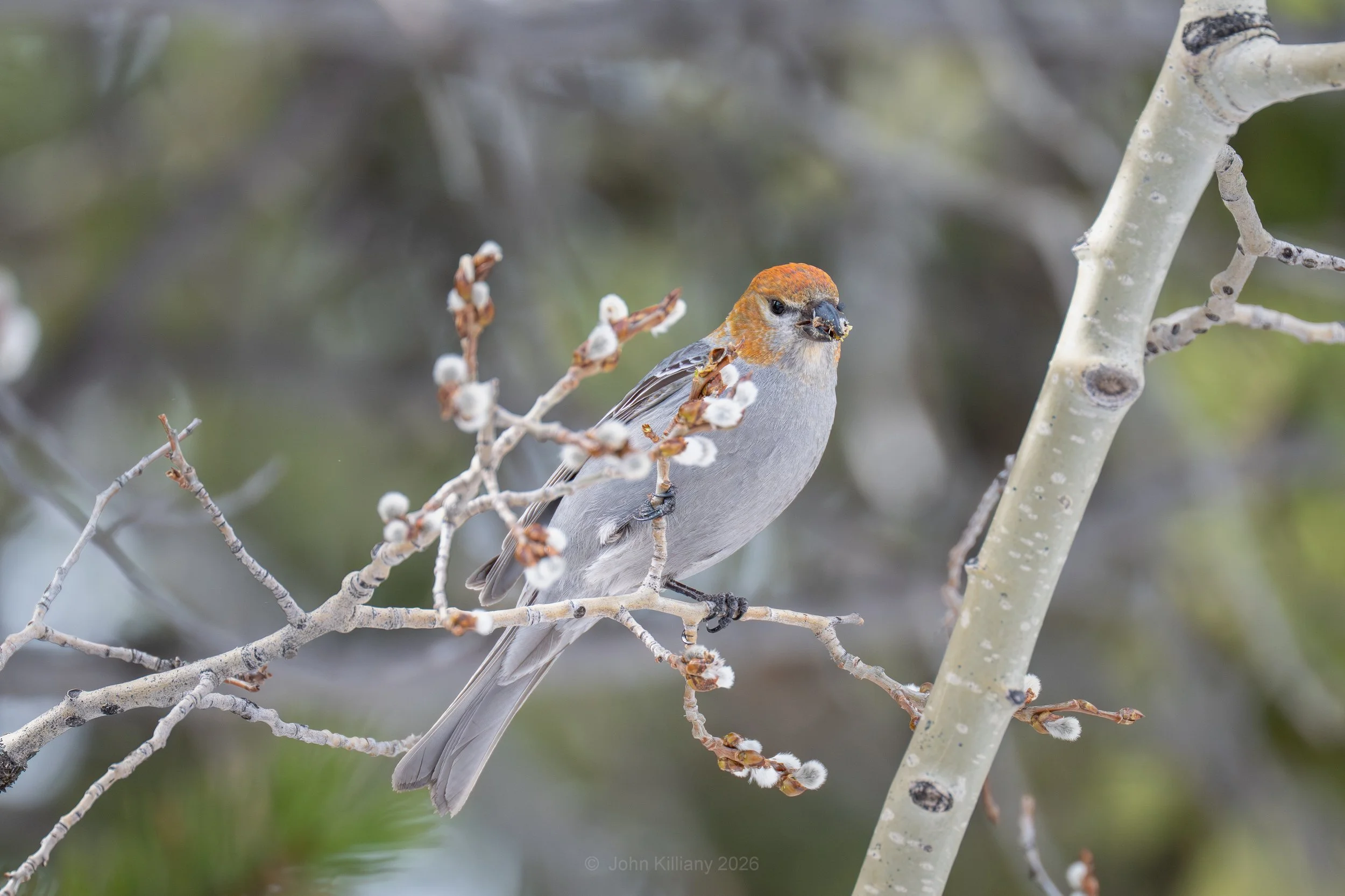 Female Pine Grosbeak - Colter Bay - GTNP