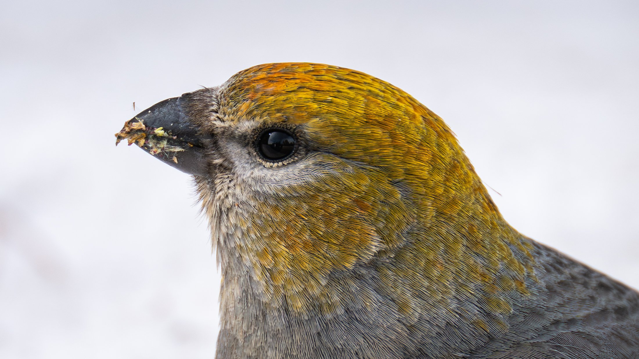 Female Pine Grosbeak - Grand Teton National Park