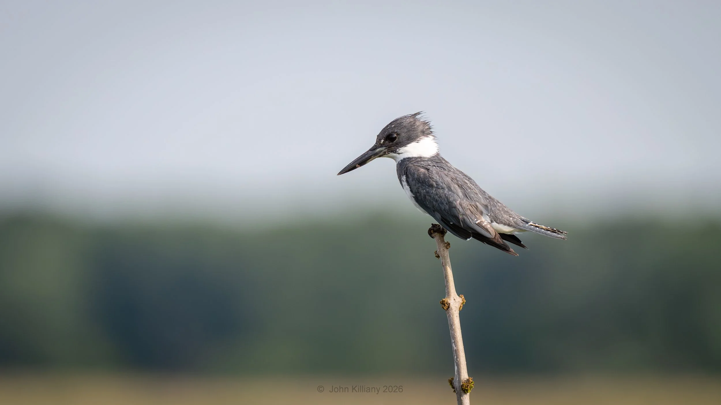 Belted Kingfisher - Montezuma NWR