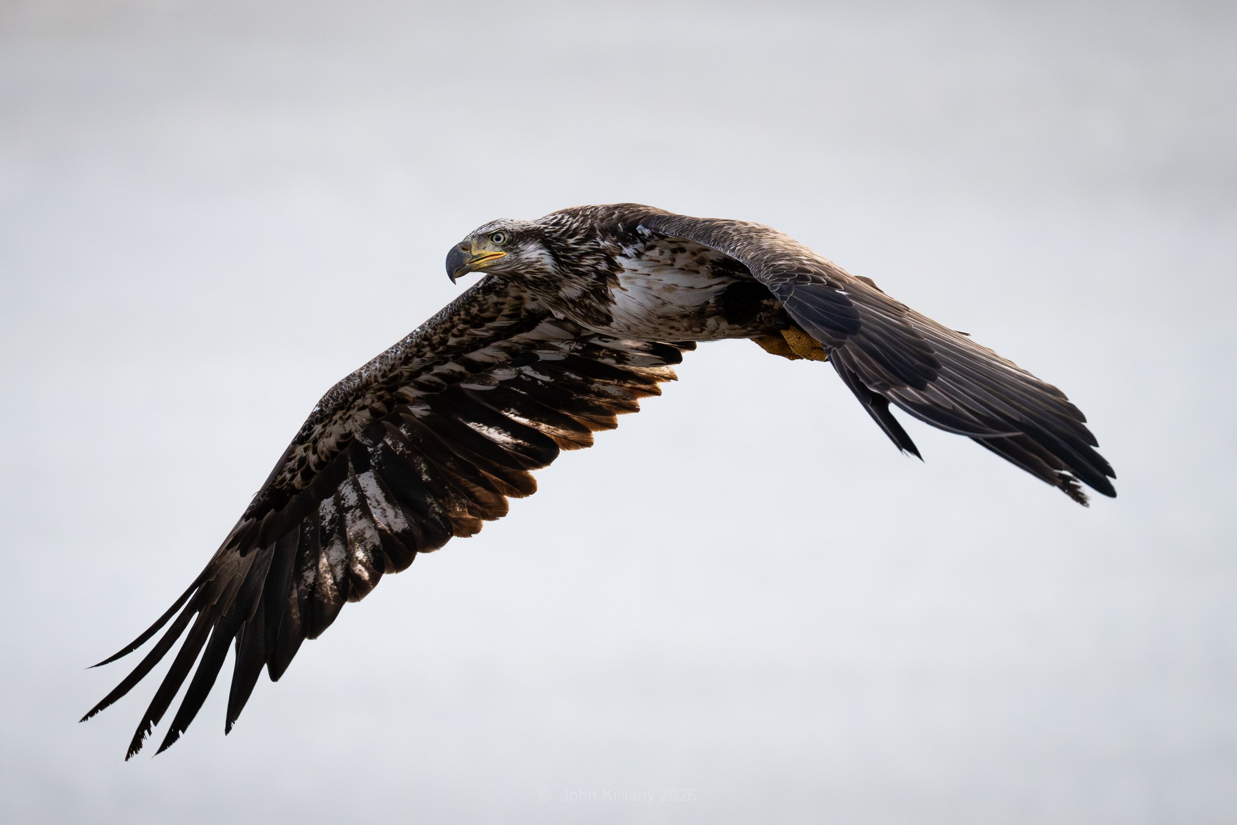 Sub-Adult Female Bald Eagle - Oxbow Bend - GTNP