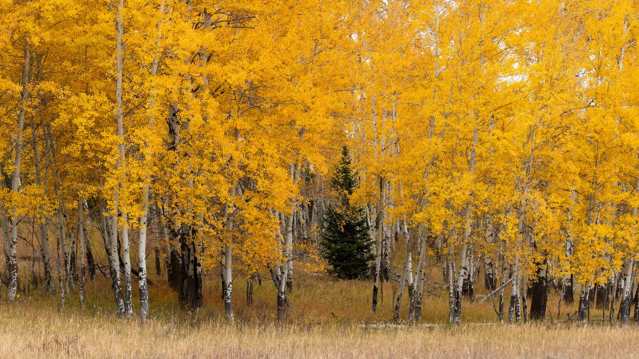 Among the Aspens - Oxbow Bend - GTNP
