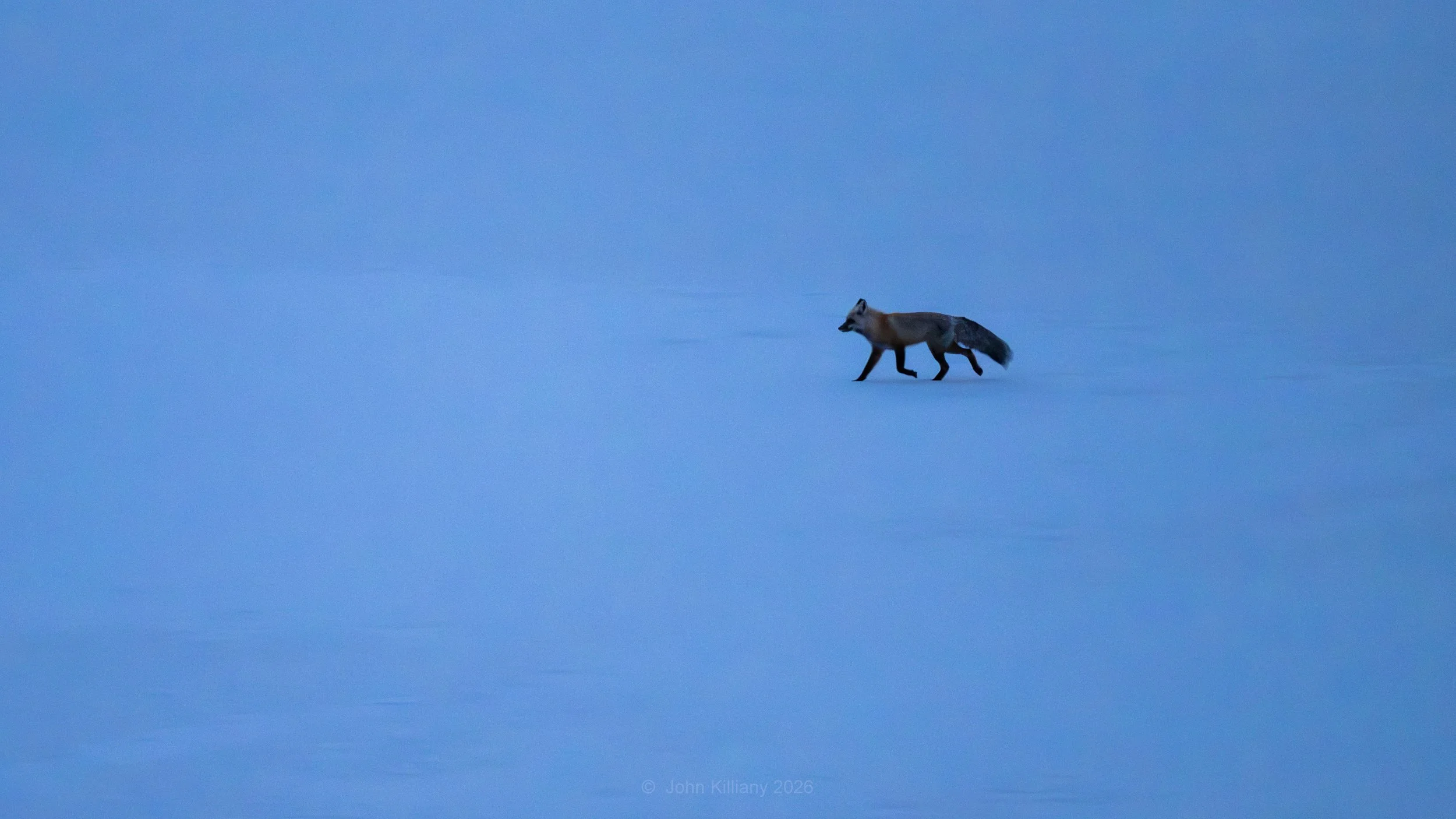 Blue Hour Hunter - Jackson Lake - GTNP