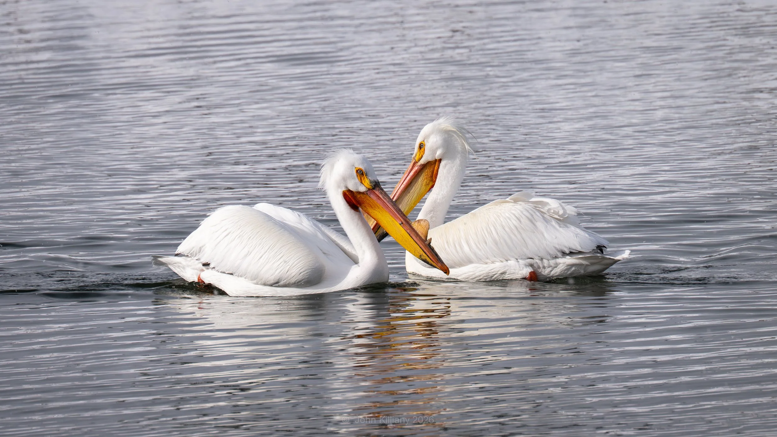 Polite Pelican Pals Paddling Port to Port - Oxbow Bend - GTNP