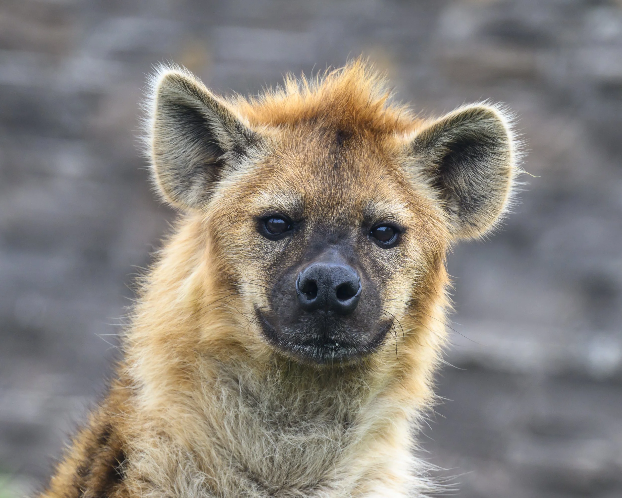 No Laughing Matter - Spotted Hyena - Central New York