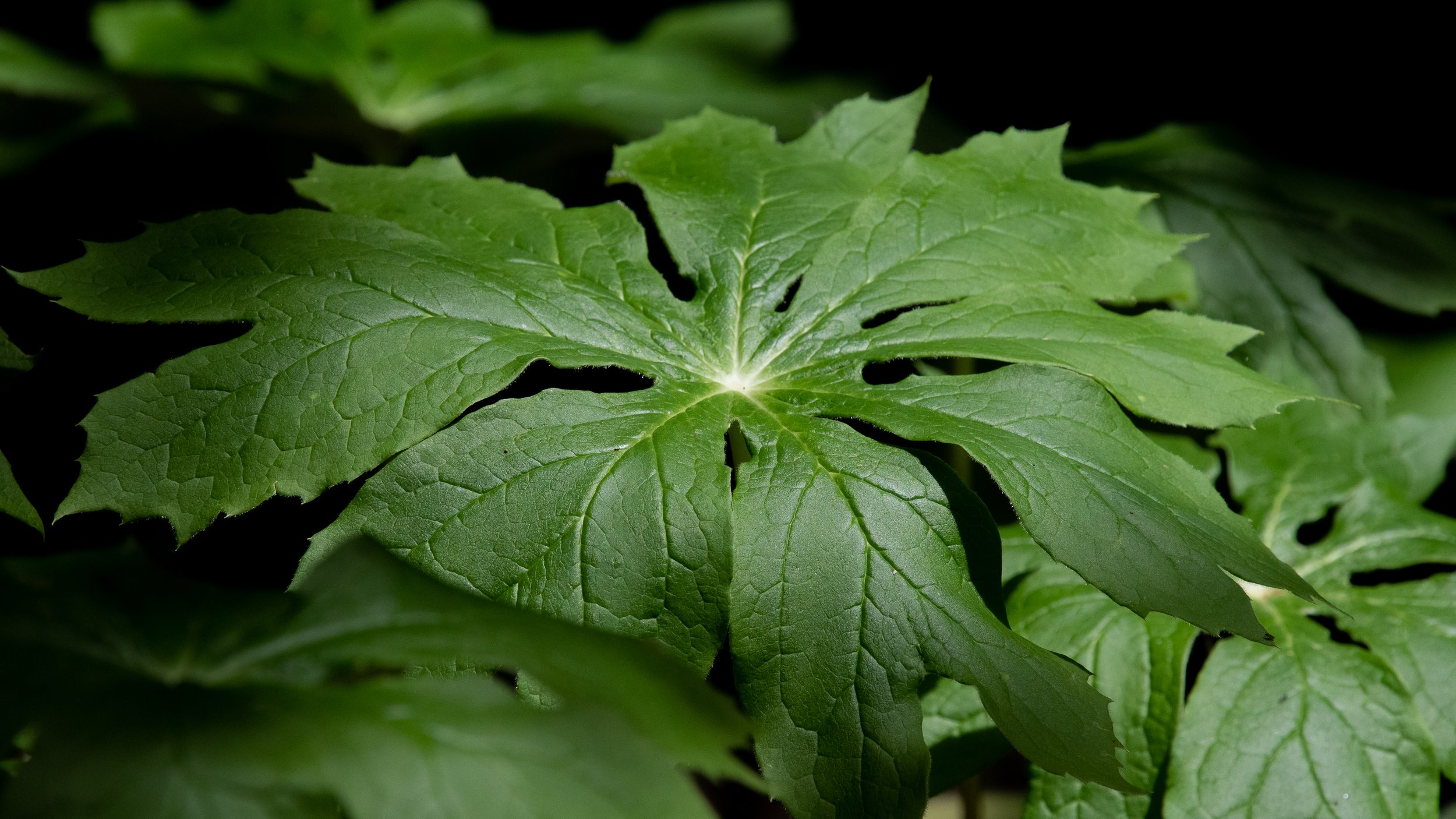 Broad-leaf Fern - Central New York