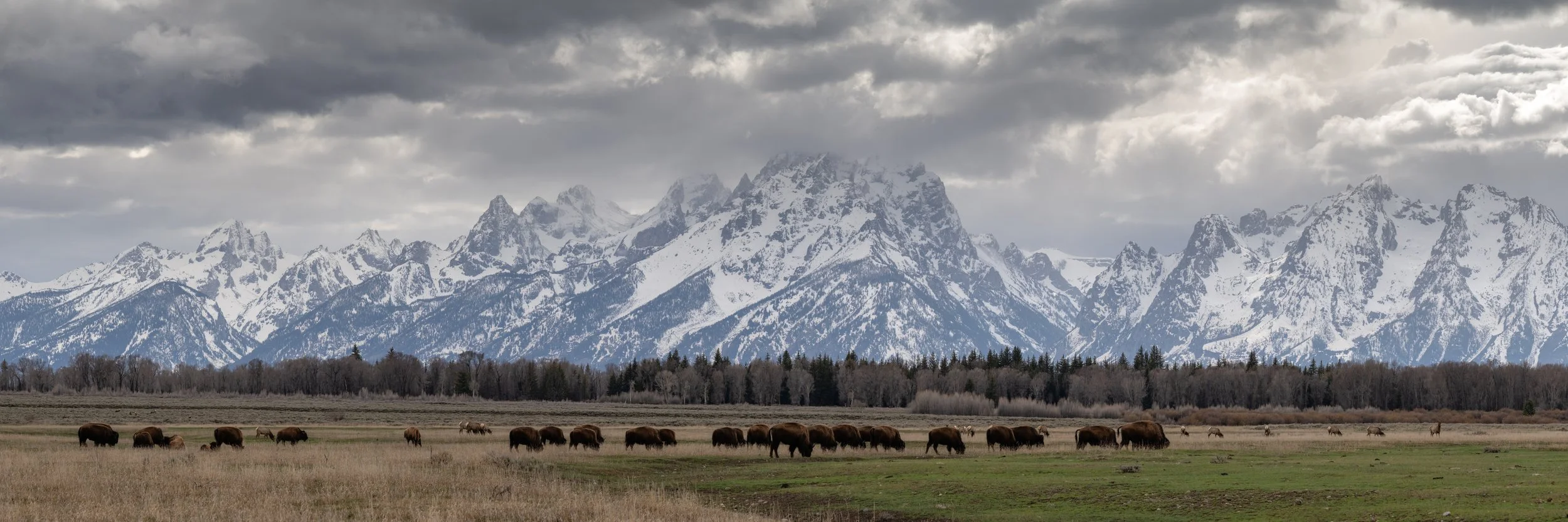 April Forage - Elk Ranch Flats - GTNP