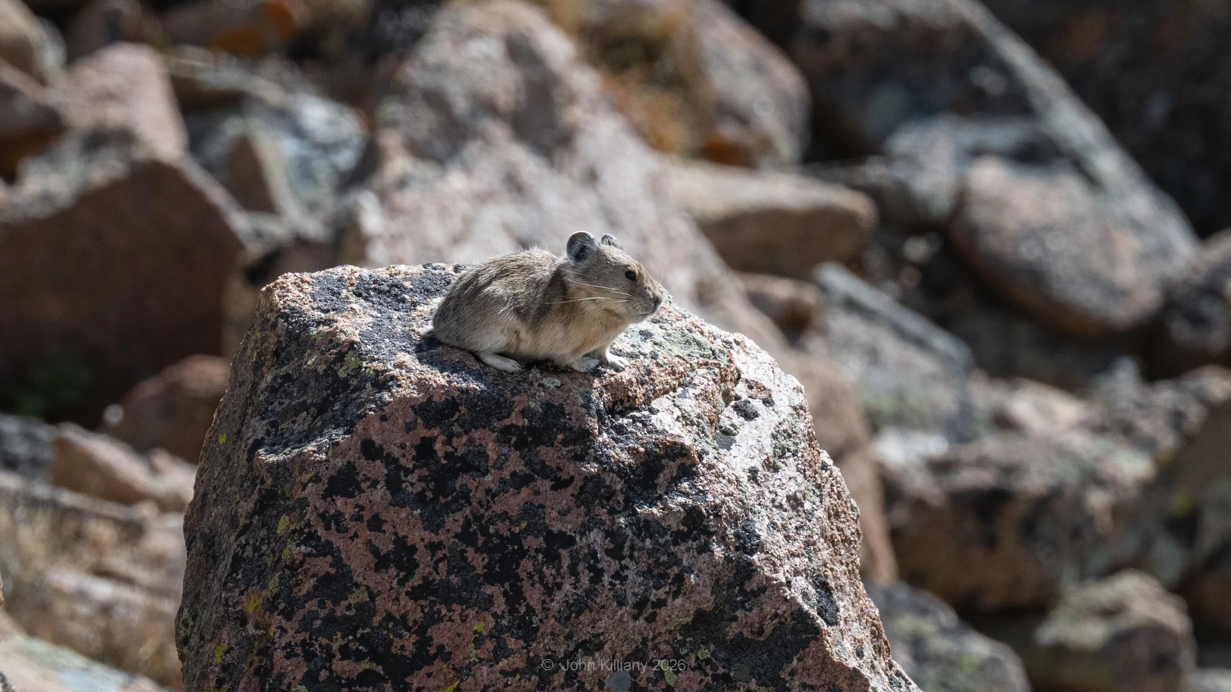 Pika Posing on Pegmatite - Rocky Mountain NP