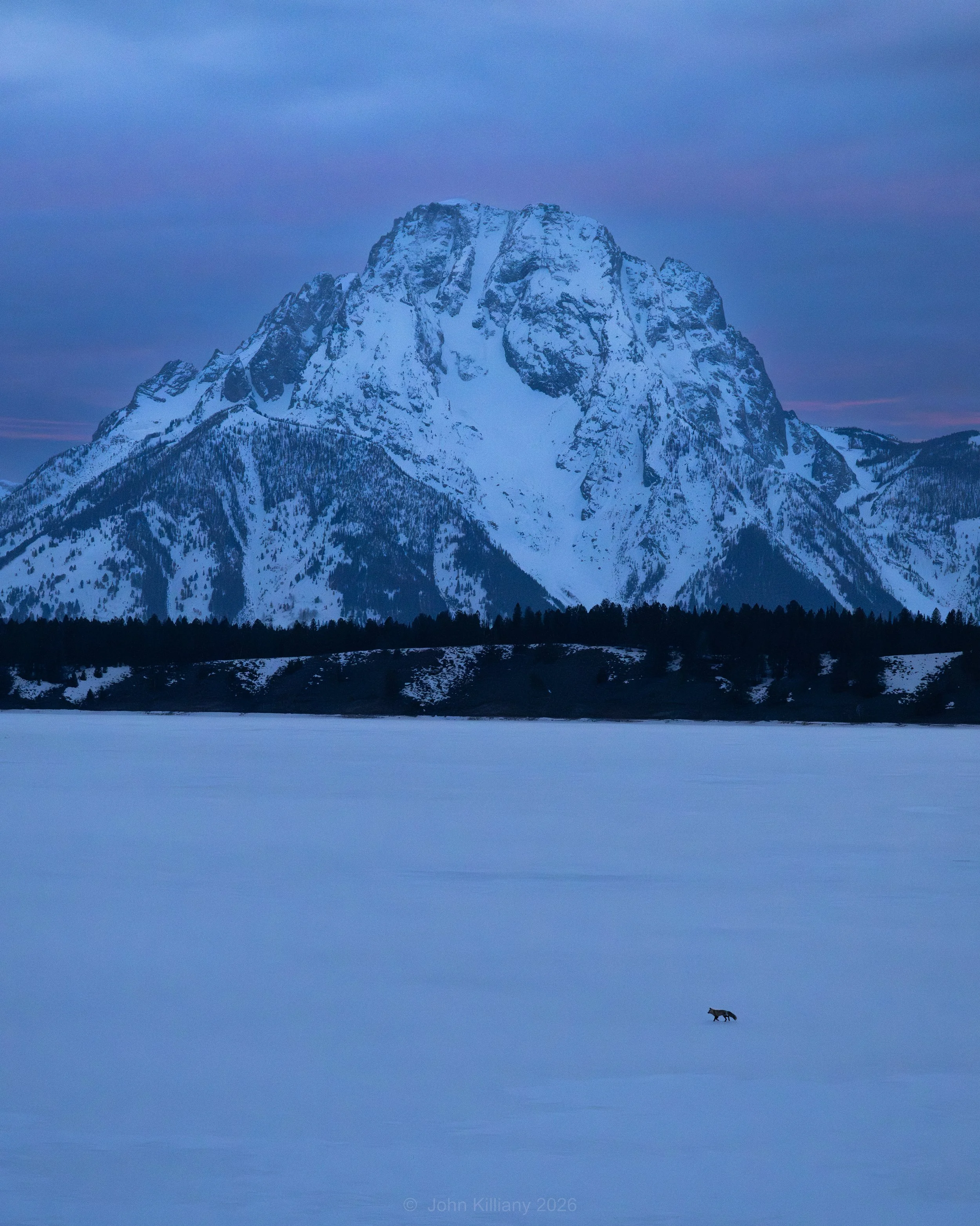 Blue Hour Fox - Mt. Moran / Jackson Lake - GTNP