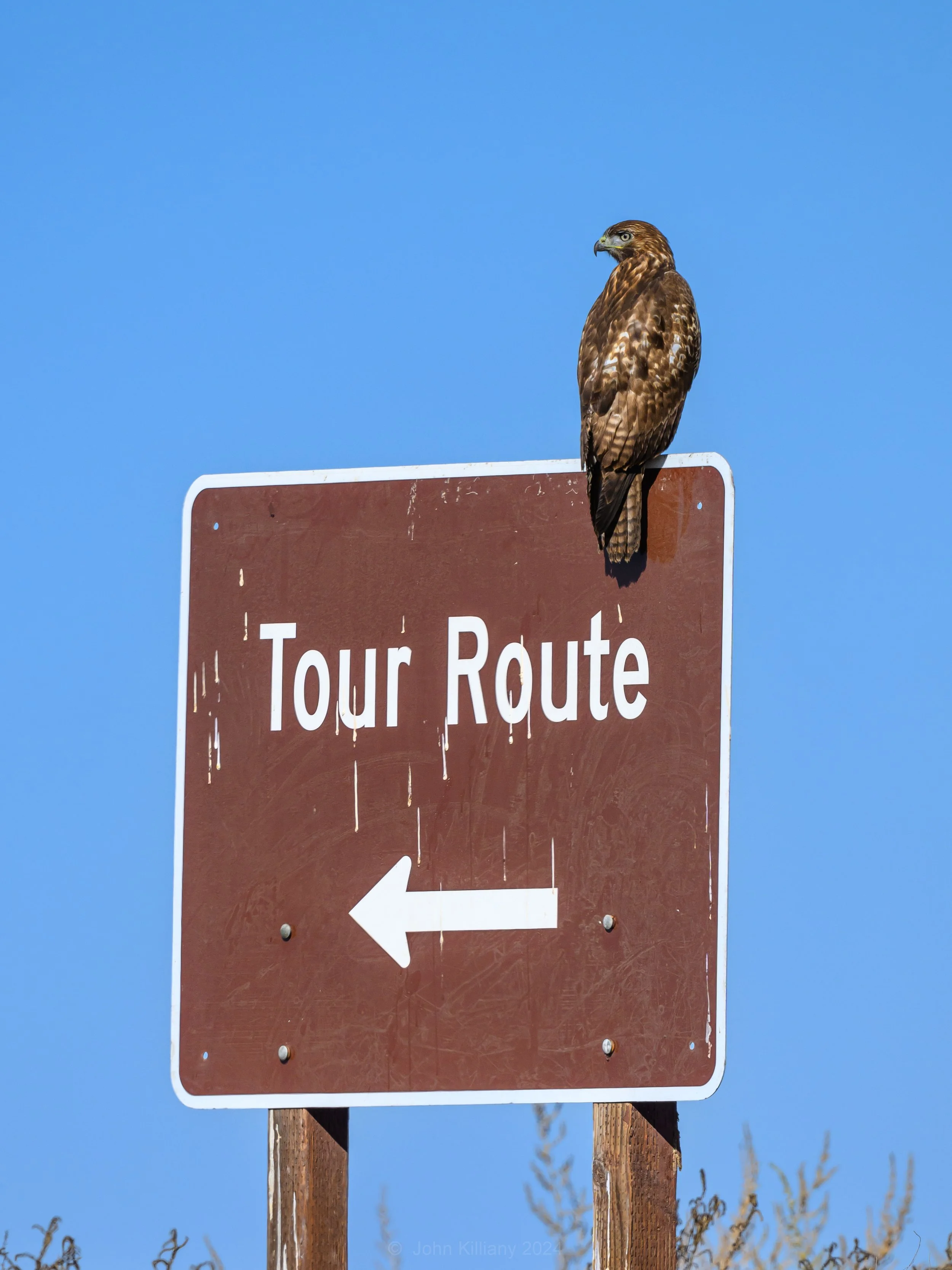 Tour Guide - Red-shouldered Hawk - Kern National Wildlife Refuge - Tulare, CA