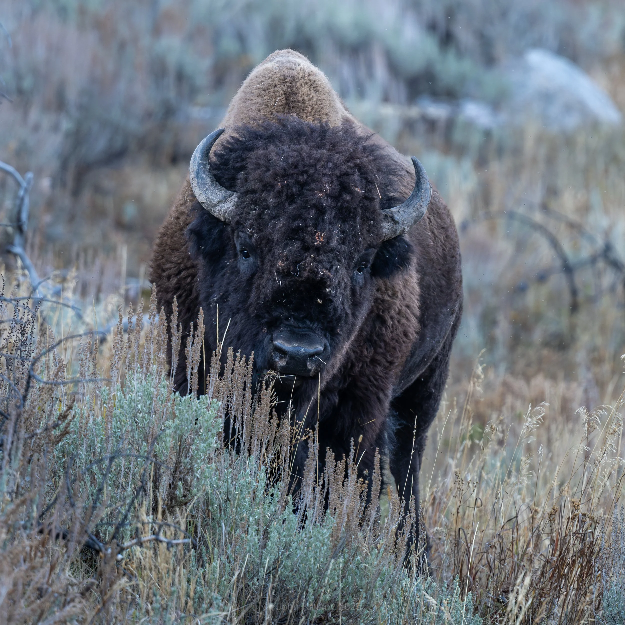 Dinner Time - Bull Bison - Yellowstone NP