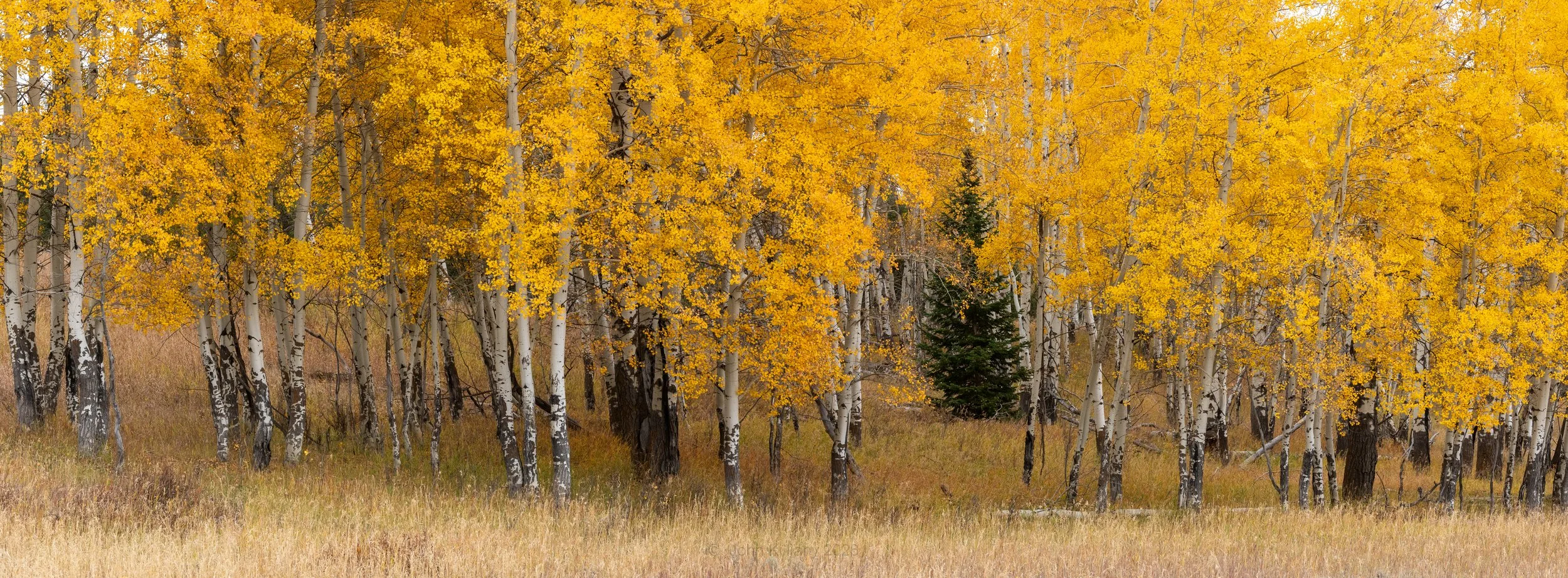 Among the Aspens - Oxbow Bend - GTNP