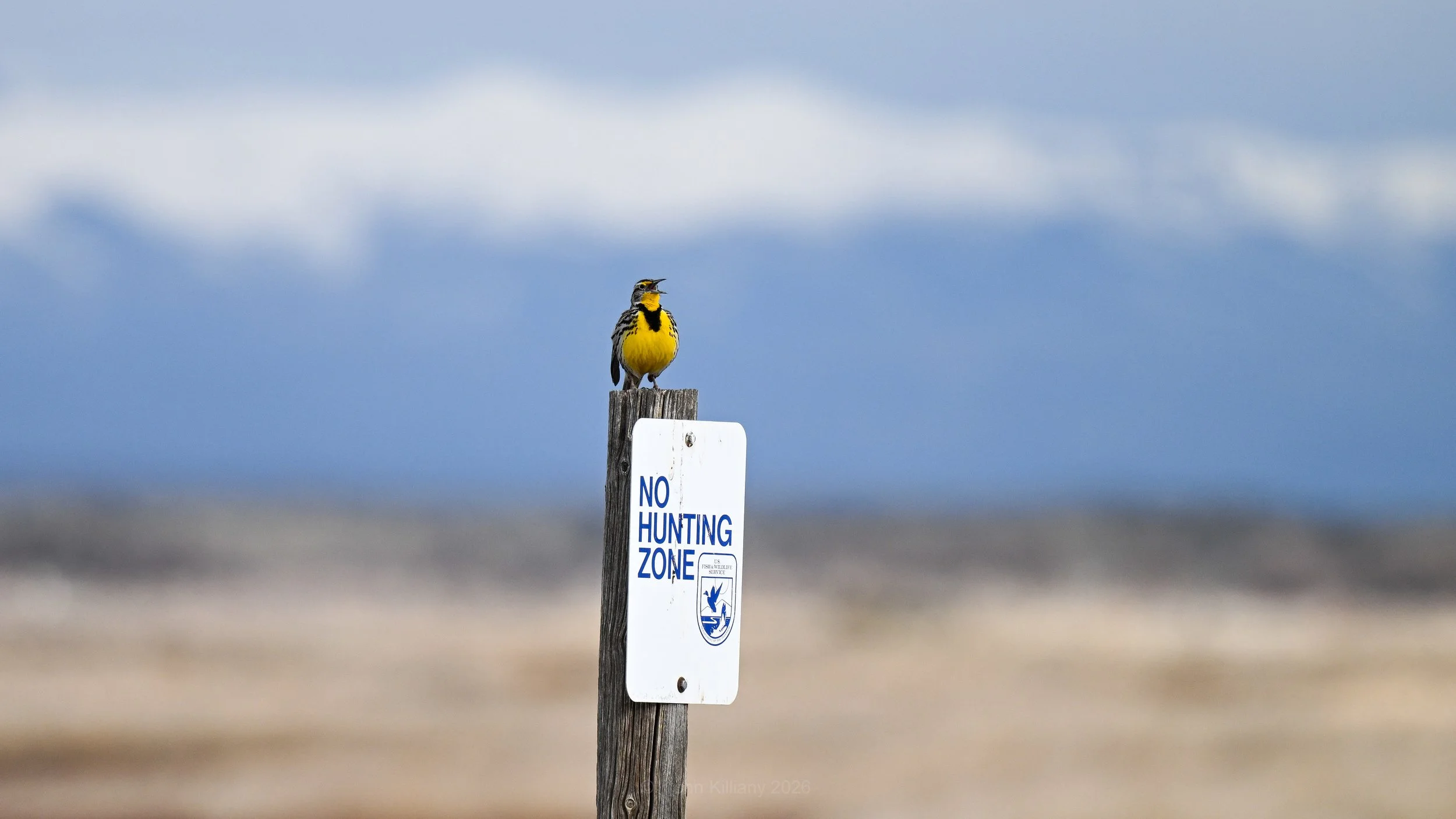 Male Western Meadowlark - Camas NWR