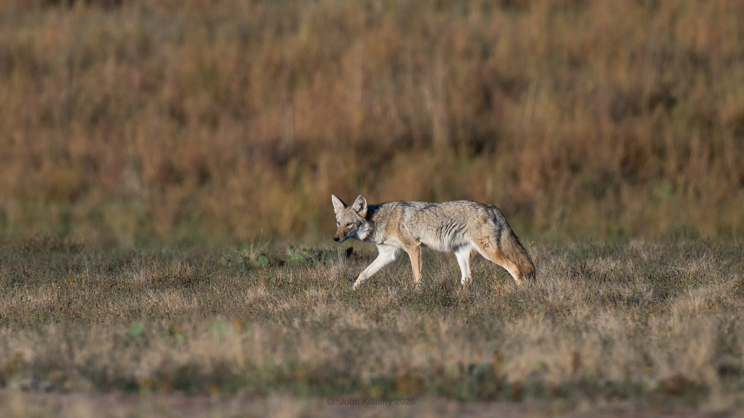 Morning Stalk - Rocky Mountain Arsenal NWR