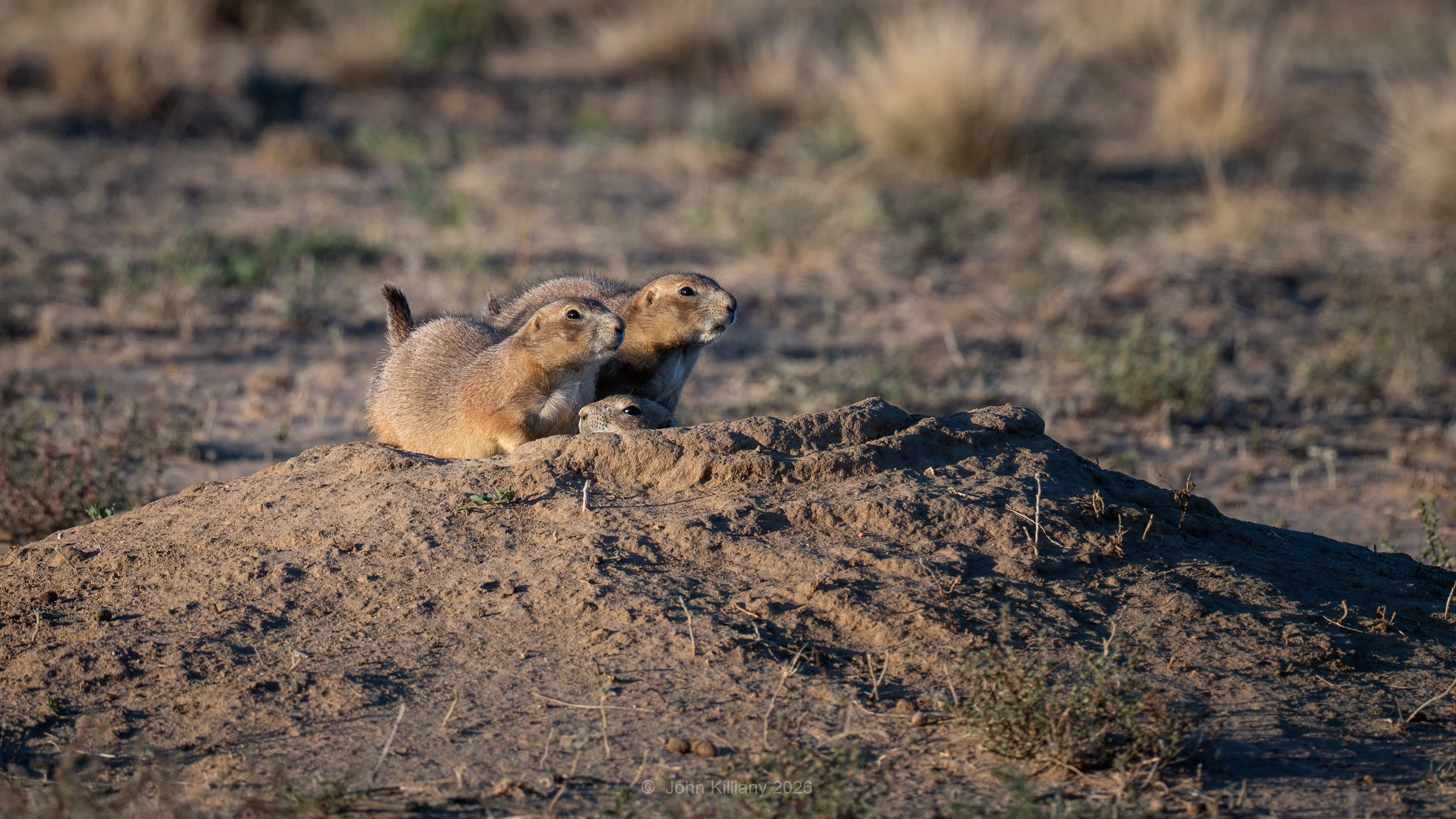 Prairie Dog Siblings - Rocky Mountain Arsenal NWR