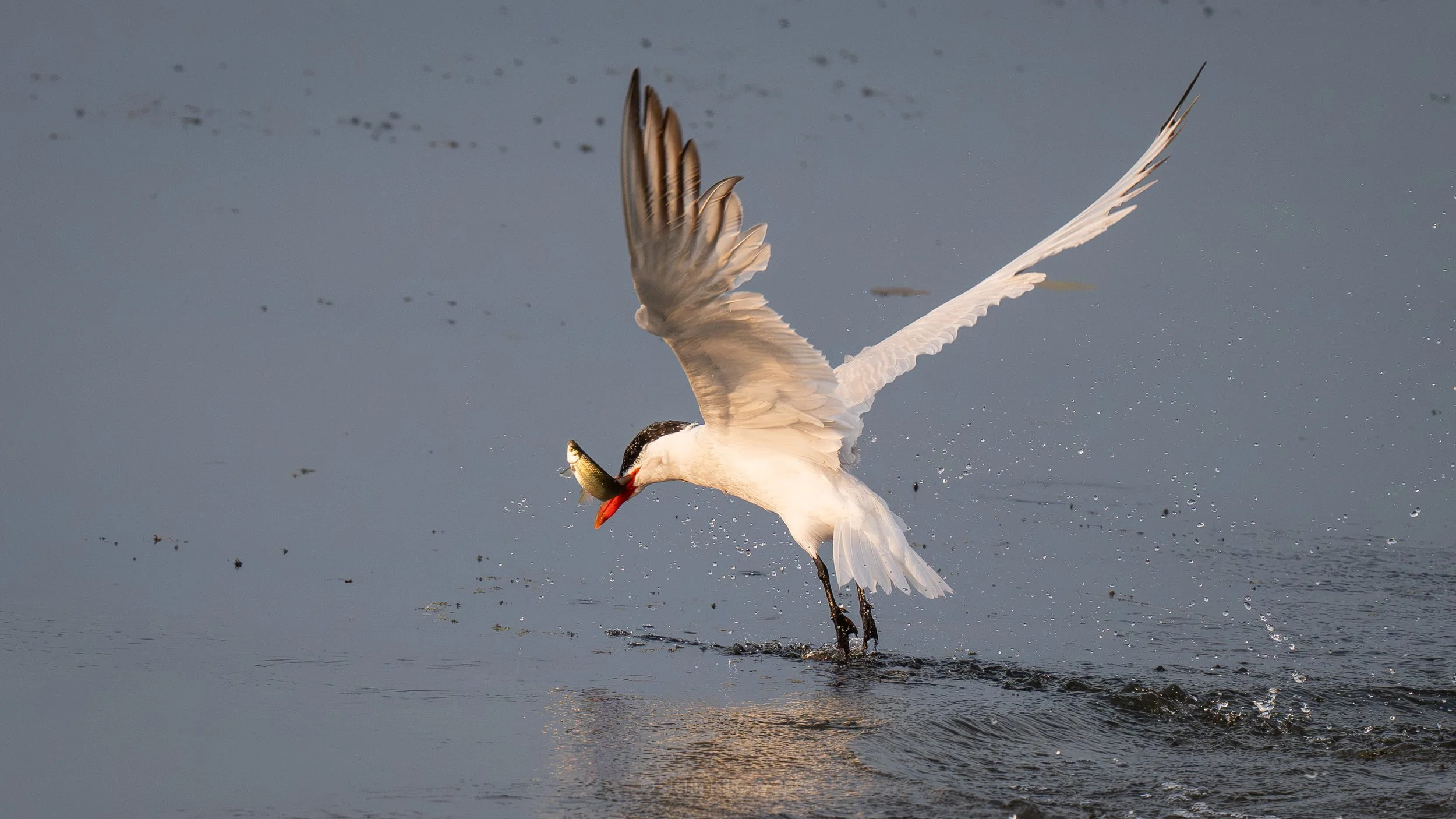 Caspian Tern with Carp fingerling - Montezuma NWR