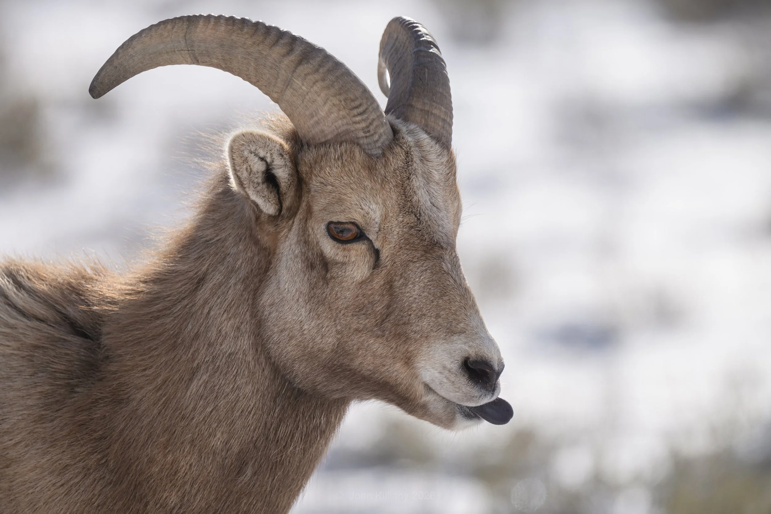 Bighorn Ewe Attitude - National Elk Refuge