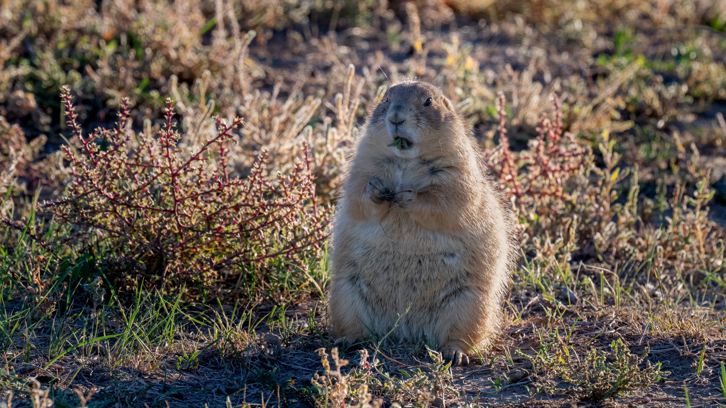 Snackapotumus - Rocky Mountain Arsenal NWR