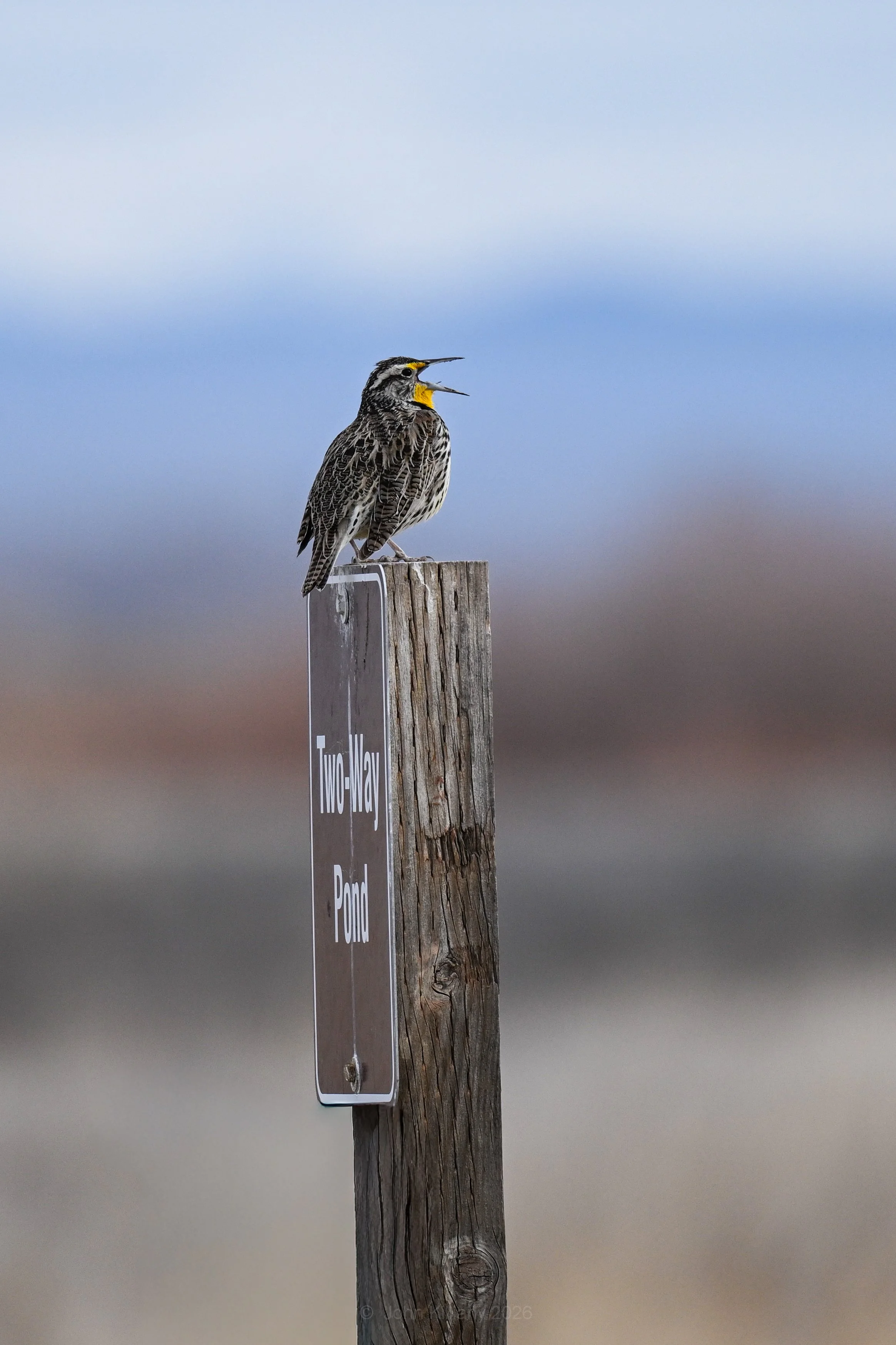 Female Western Meadowlark - Camas NWR
