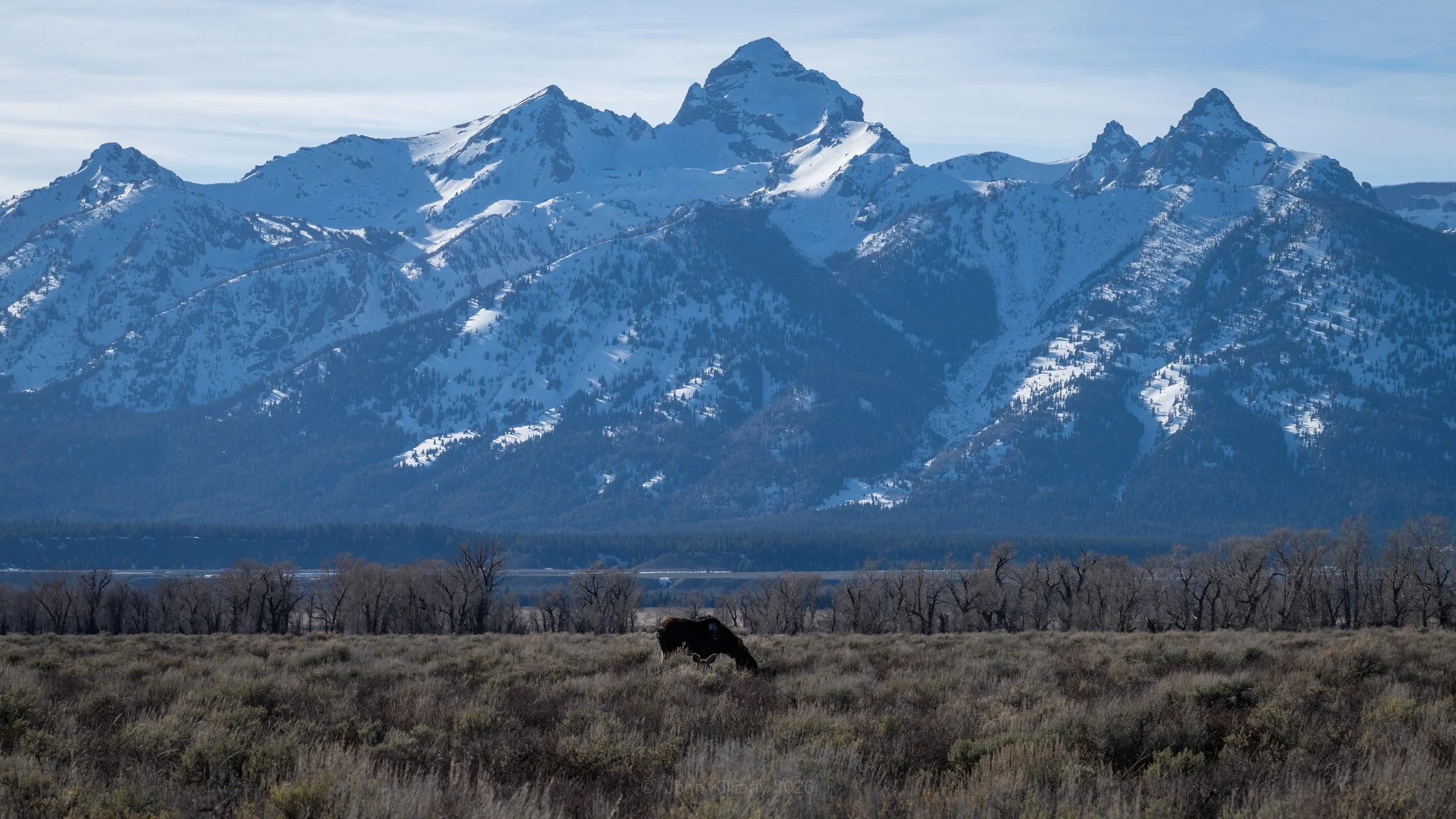 Mangy Moose and Friend - GTNP