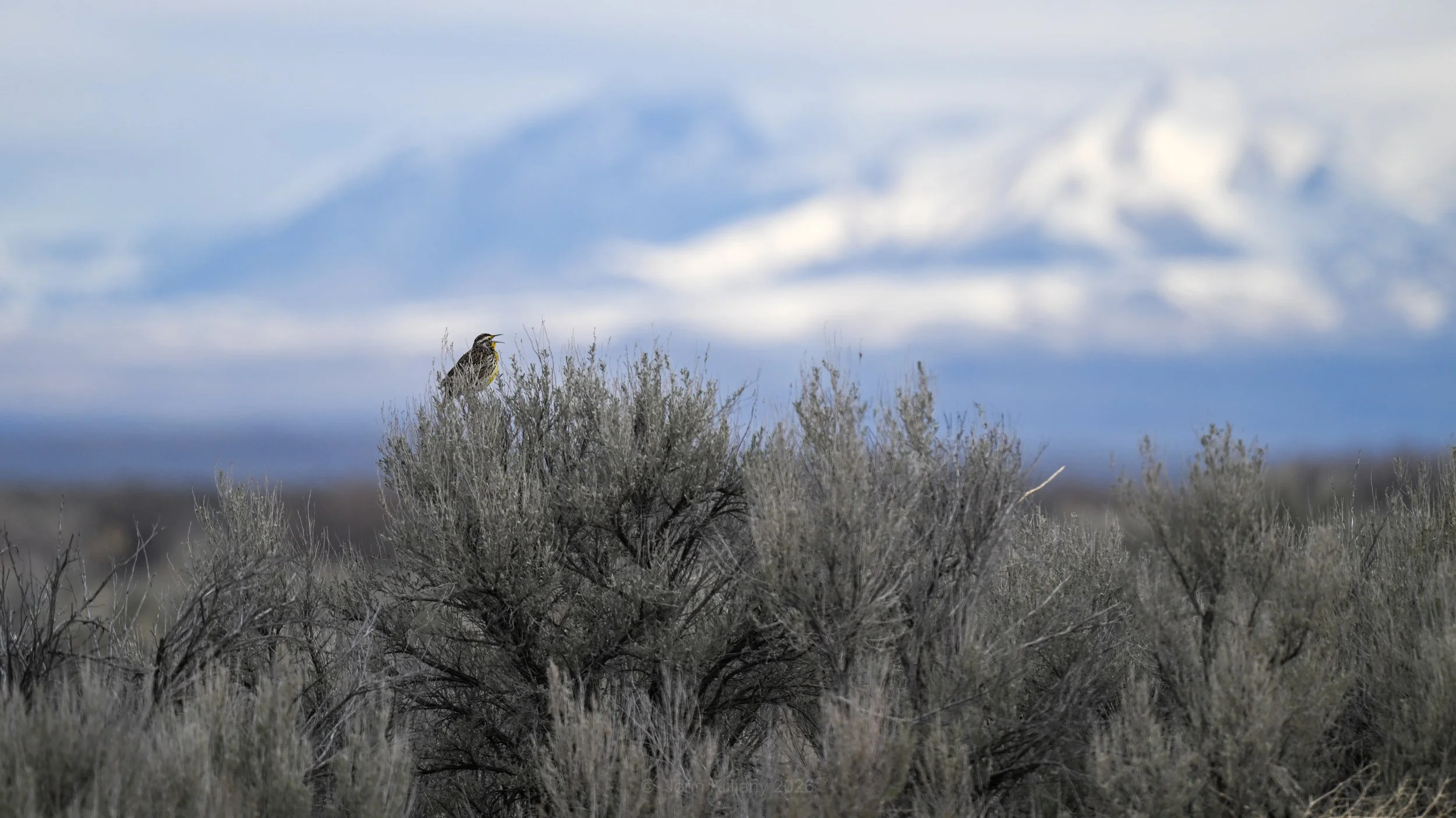 Female Western Meadowlark - Camas NWR
