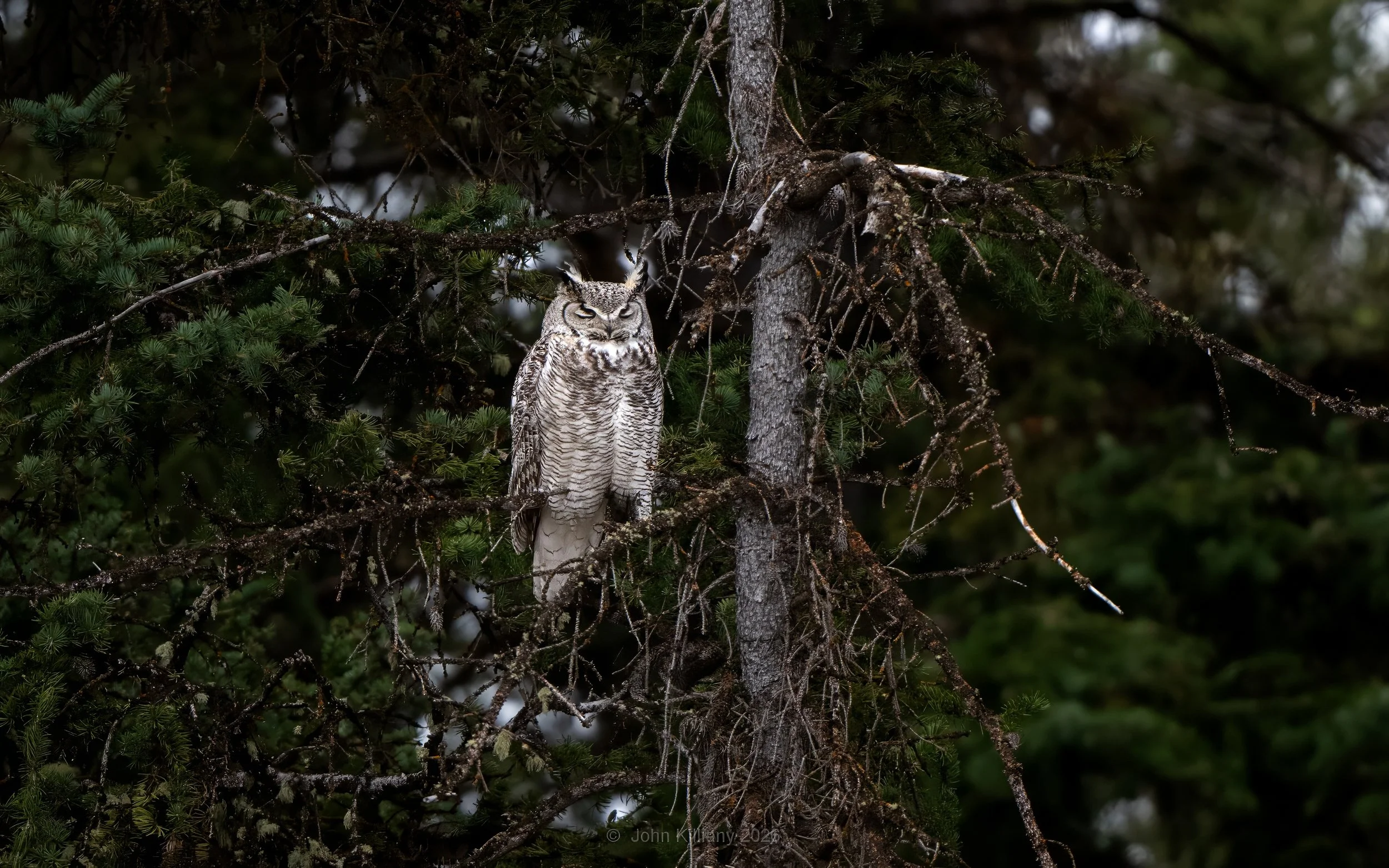 Nap Time - Great Horned Owl - Grand Teton National Park