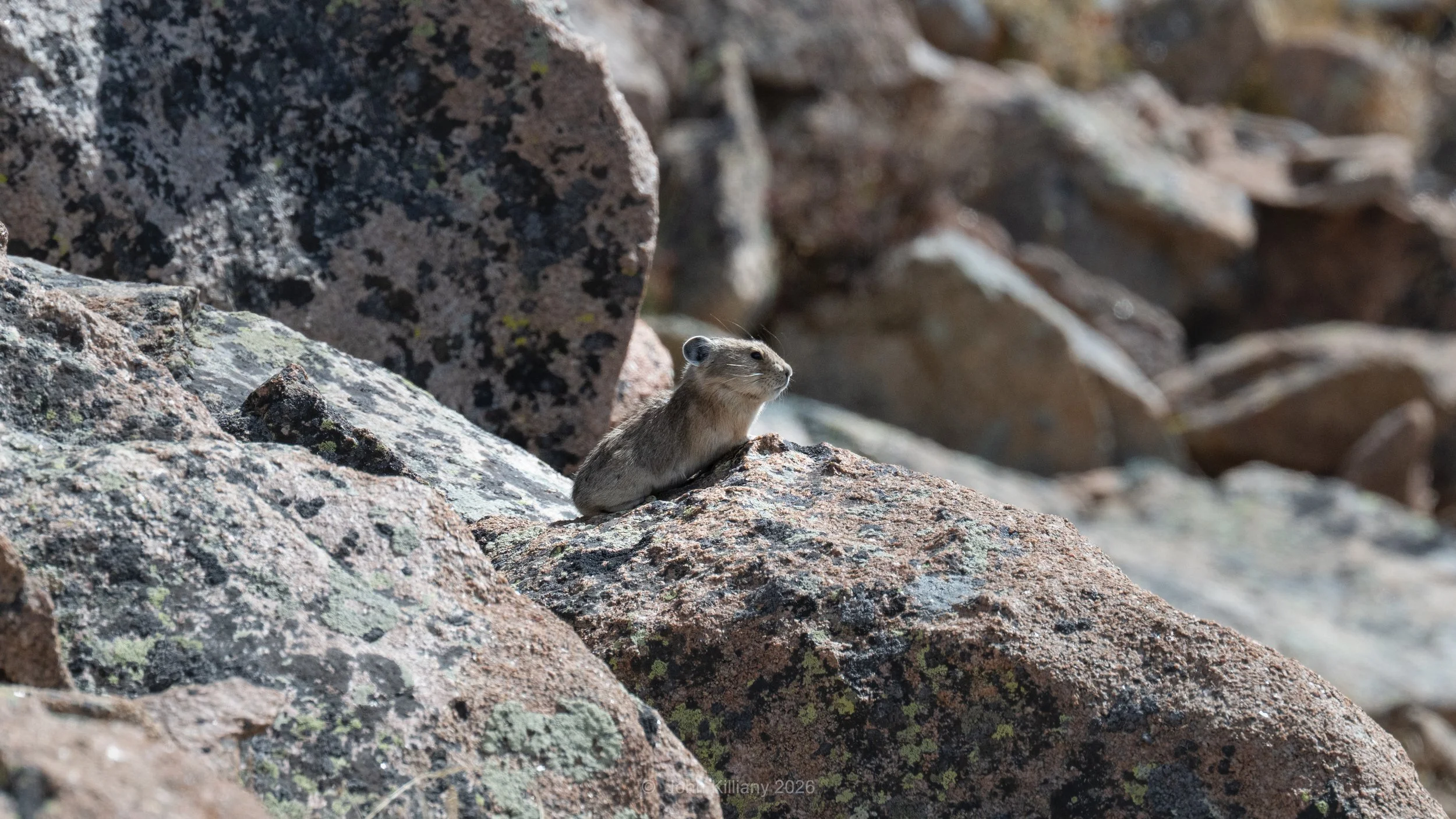 Forest Canyon Overlook Pika - Rocky Mountain NP