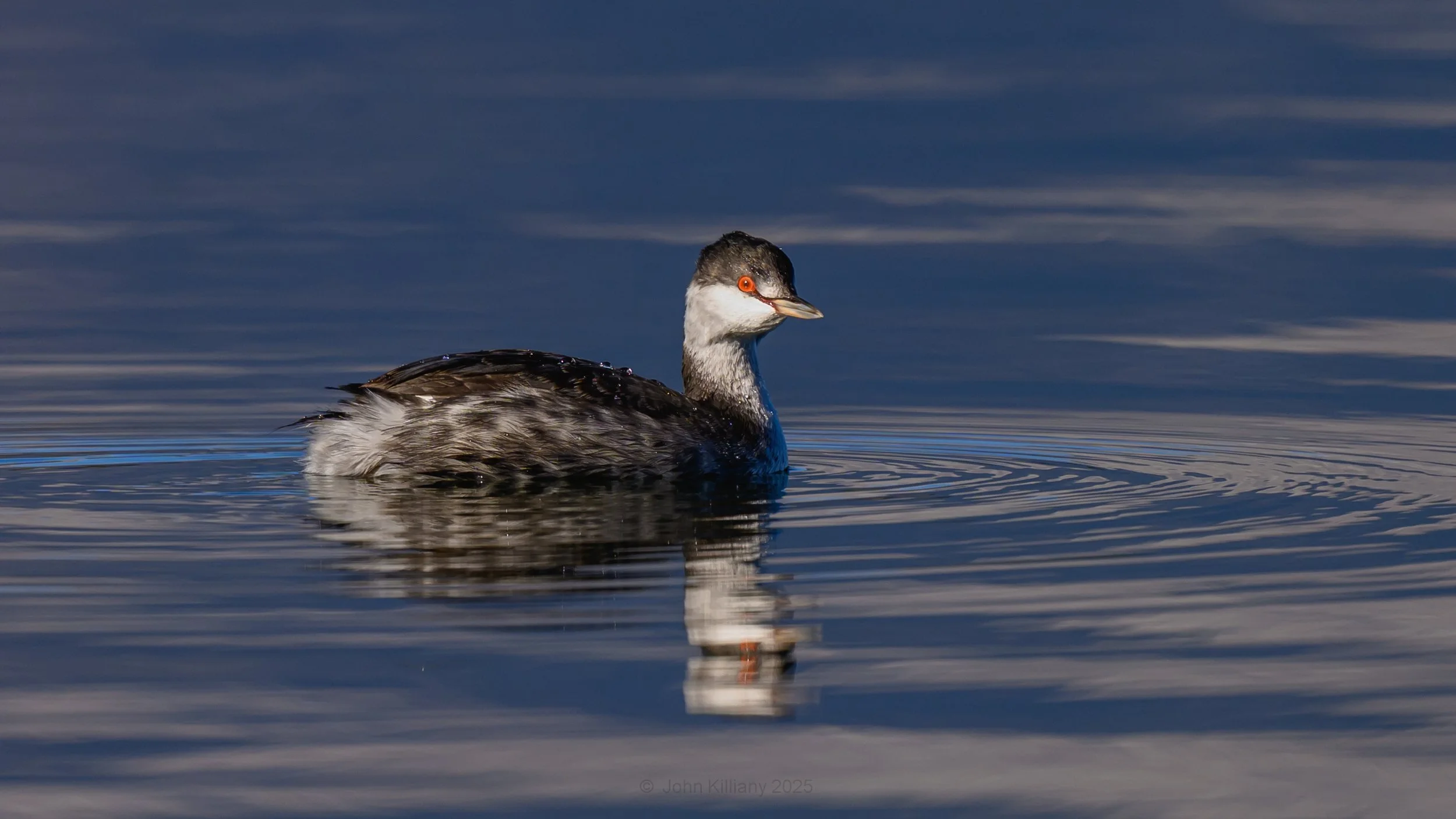 Non-breeding Horned Grebe - Jackson Lake - GTNP