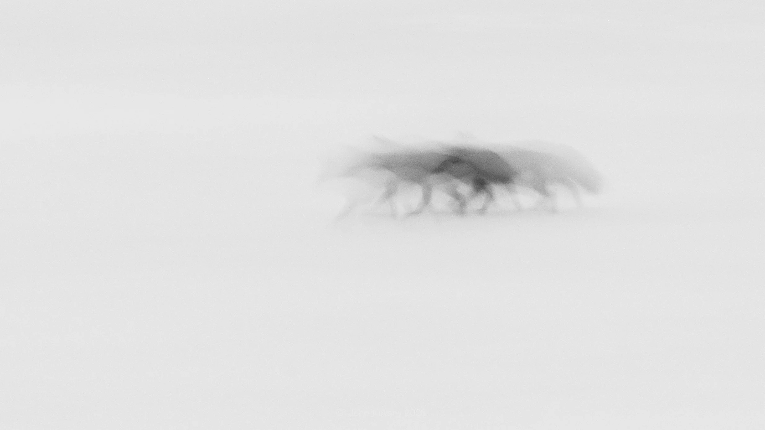 Essence of a Wandering Fox - GTNP
