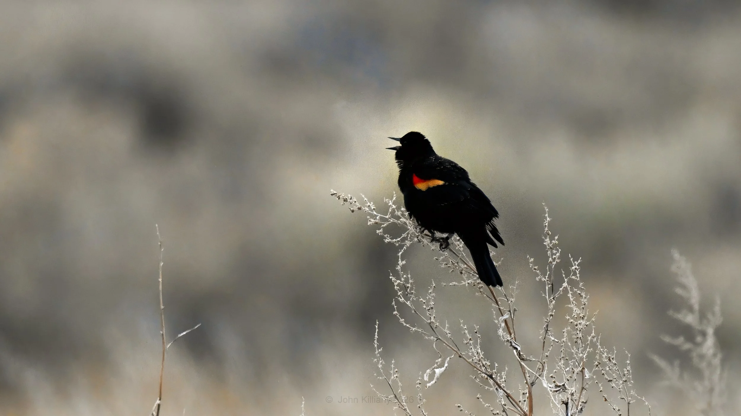 Morning Breath - Camas NWR