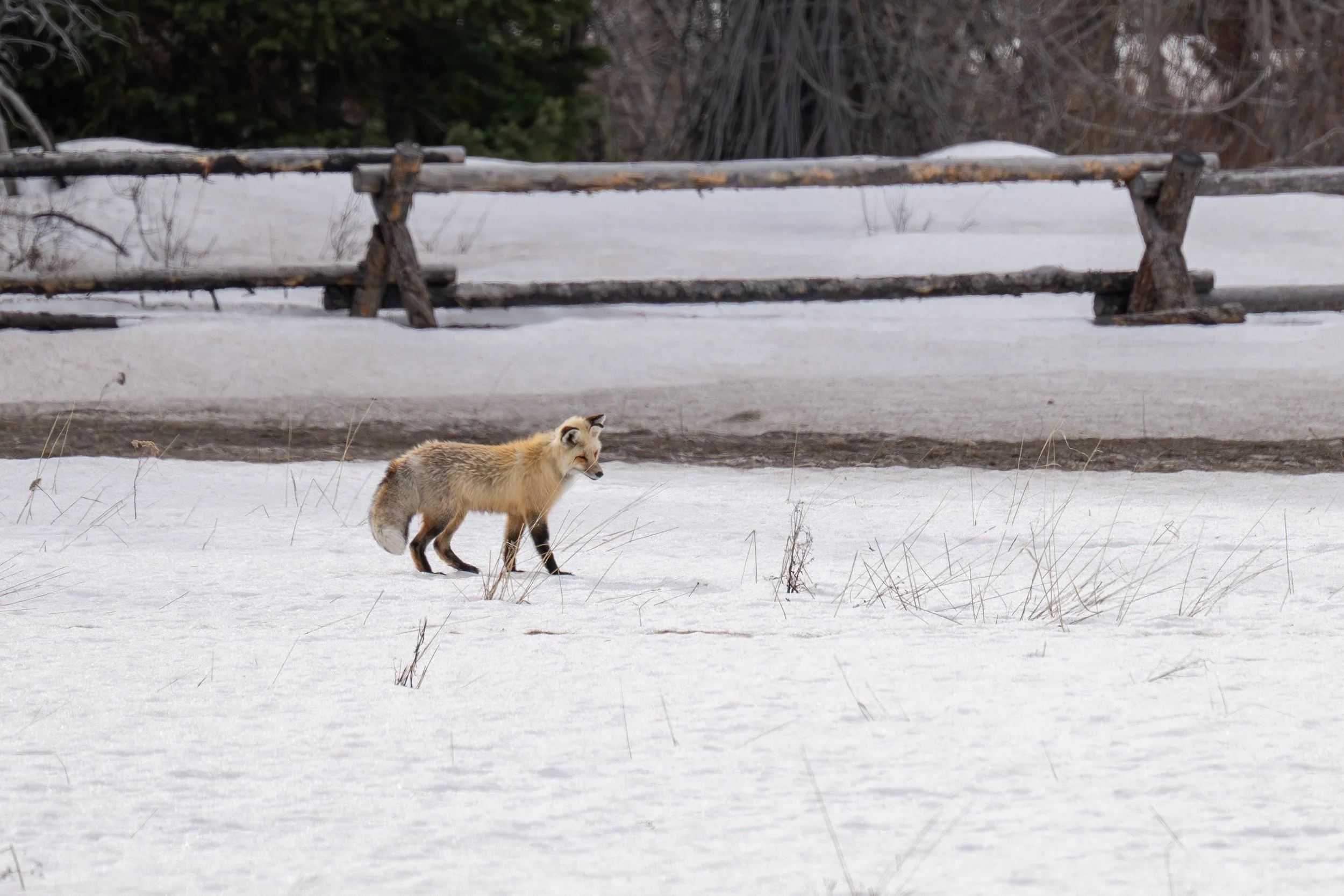 Leucistic Fox - Grand Teton National Park