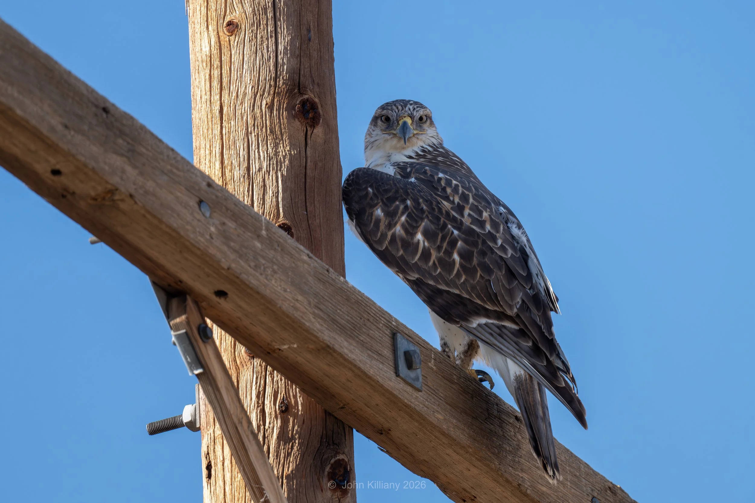 Ferruginous Hawk - Rocky Mountain Arsenal NWR