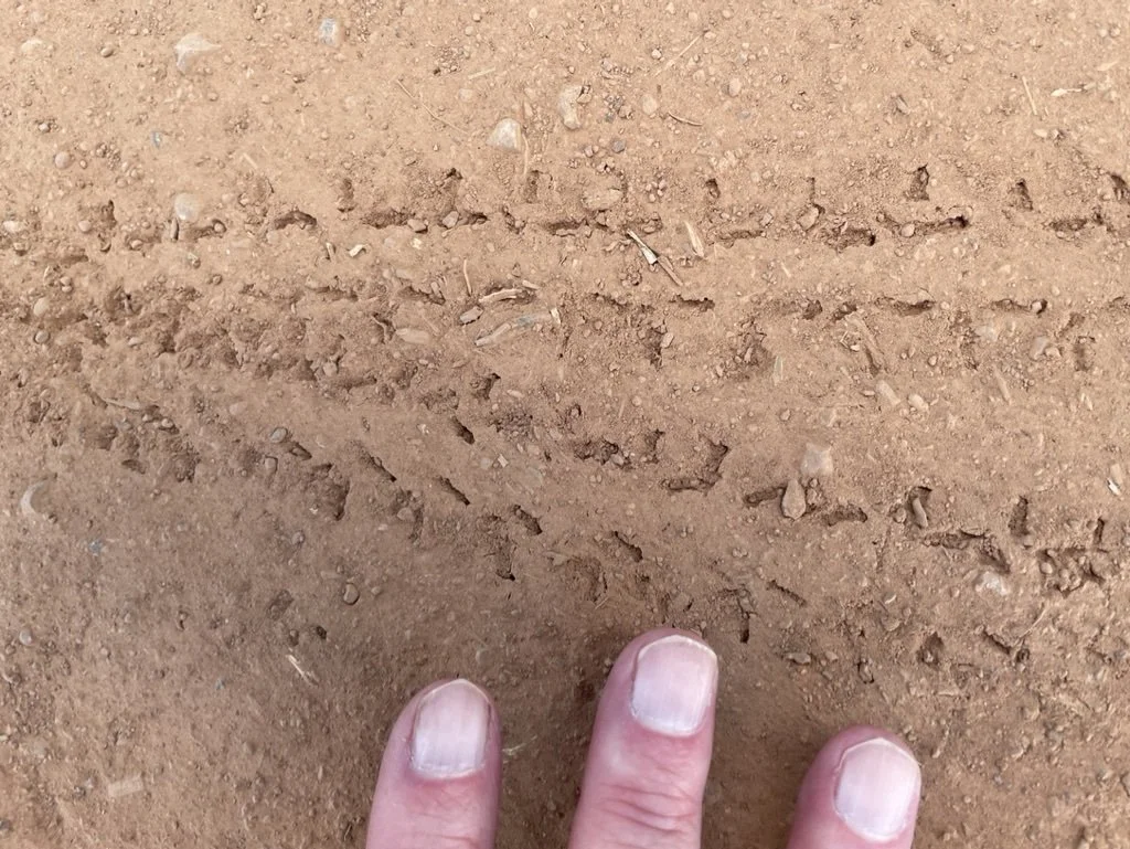 Darkling beetle tracks