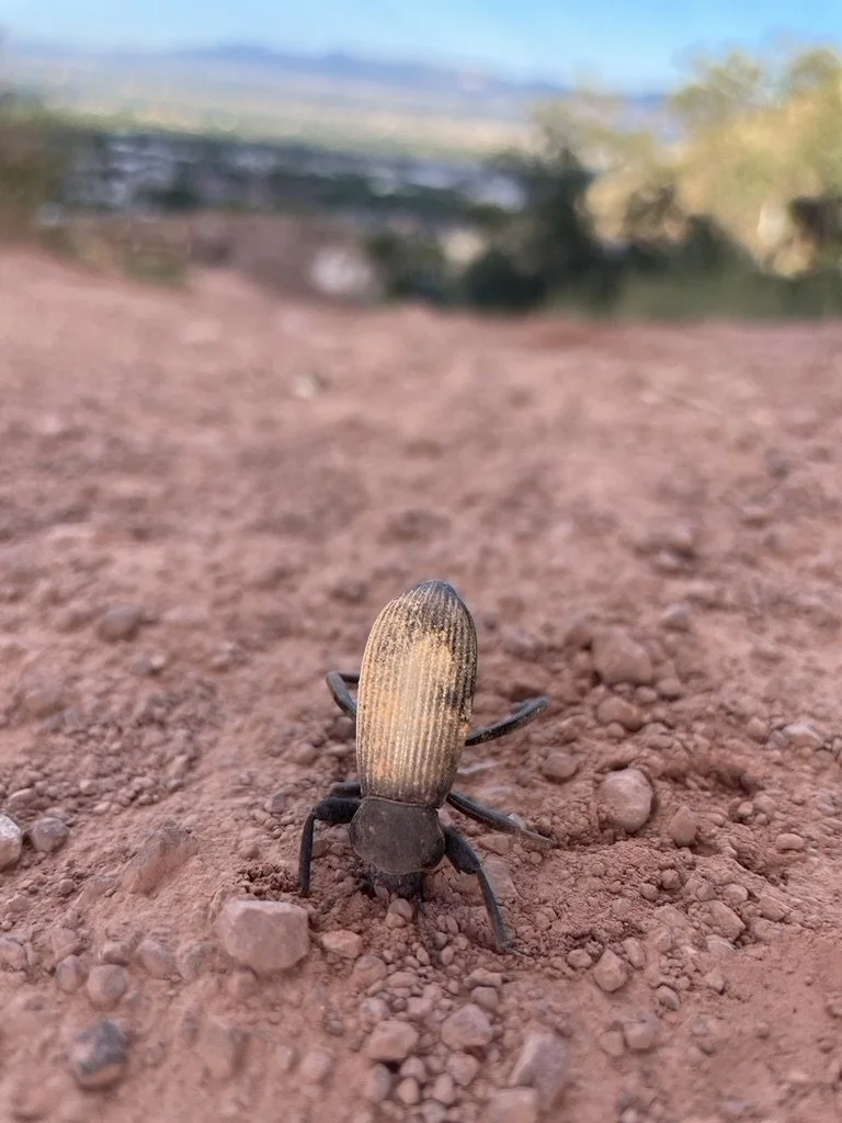 Darkling Beetle