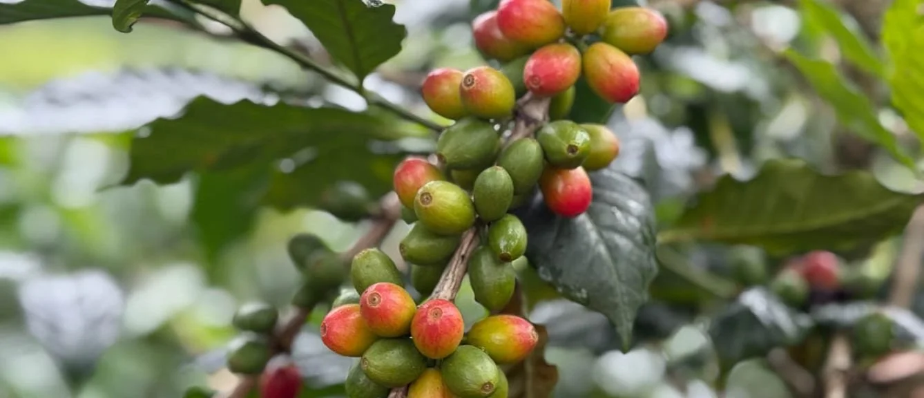 colombia-sweet-marias-huila-pitalito-6_1.jpg