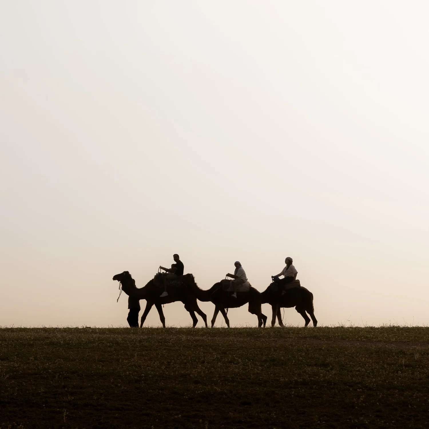 Camels crossing the Agafay desert outside Marrakech, Morocco at dusk