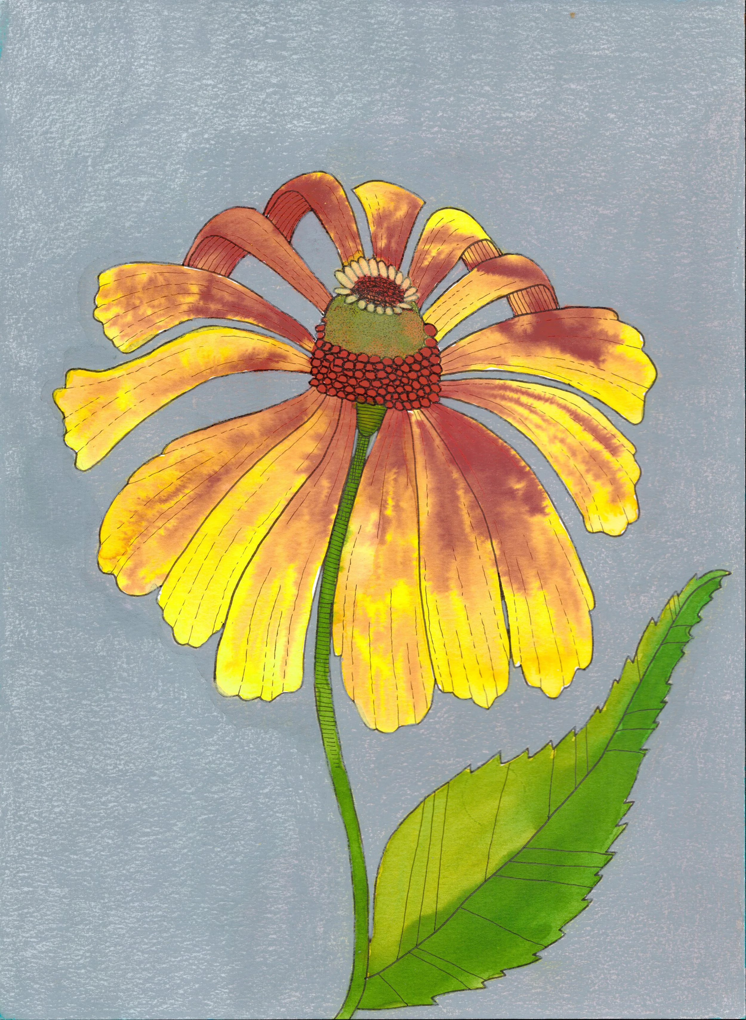 Black-Eyed Susan