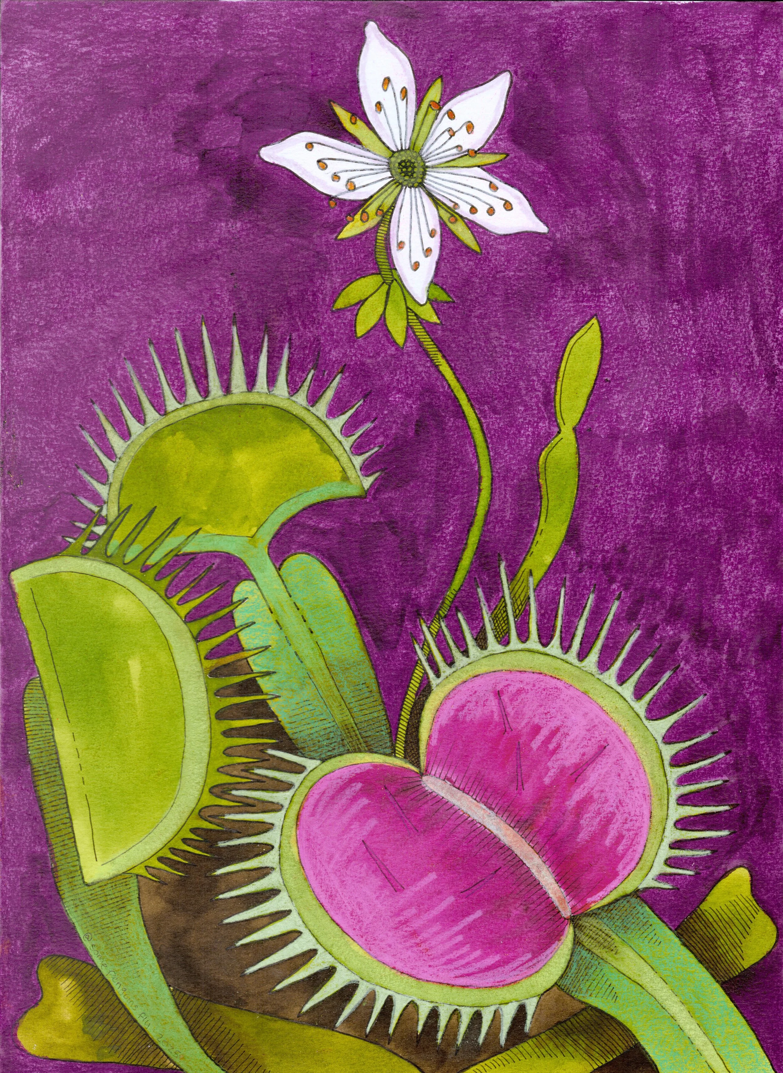 Venus Flytrap.jpg