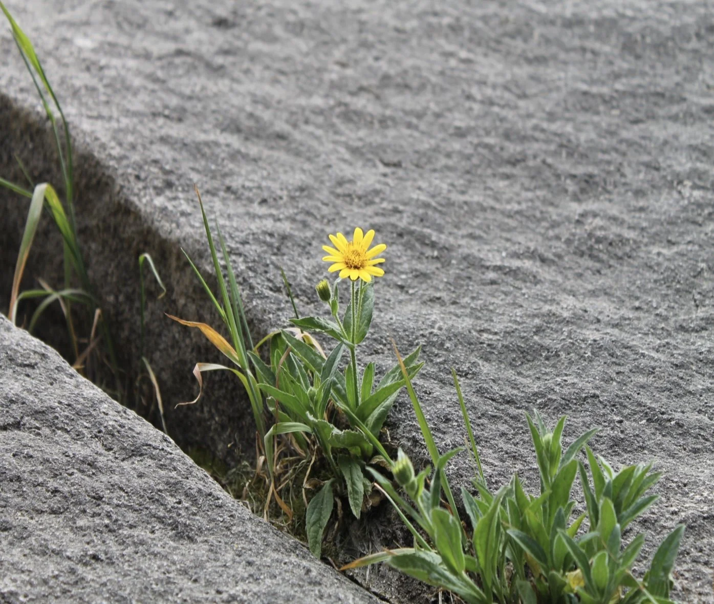 Tenacity