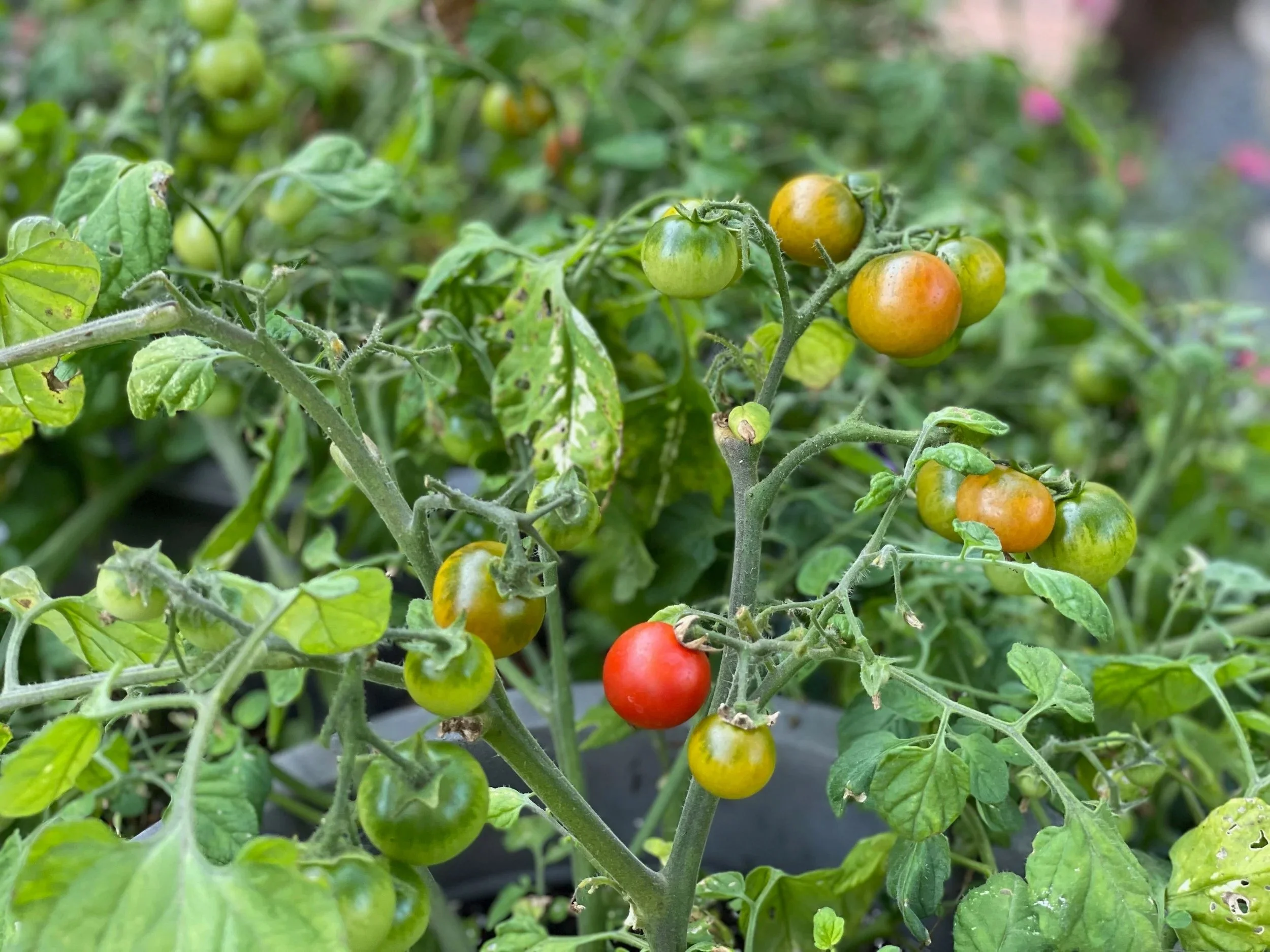 Bonjour Tomates
