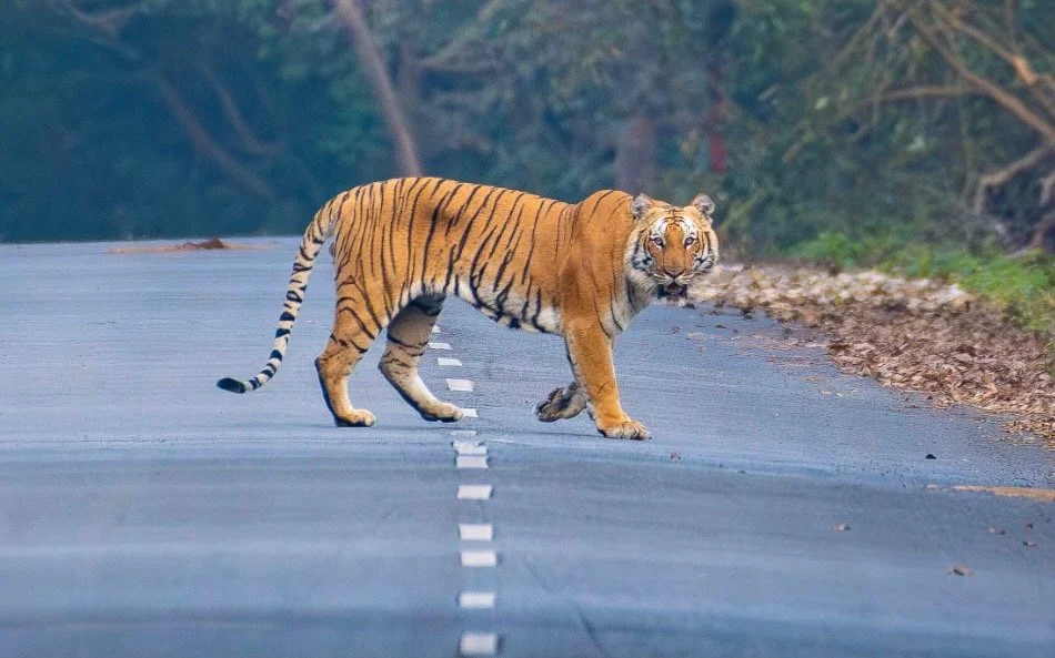 The Tiger
