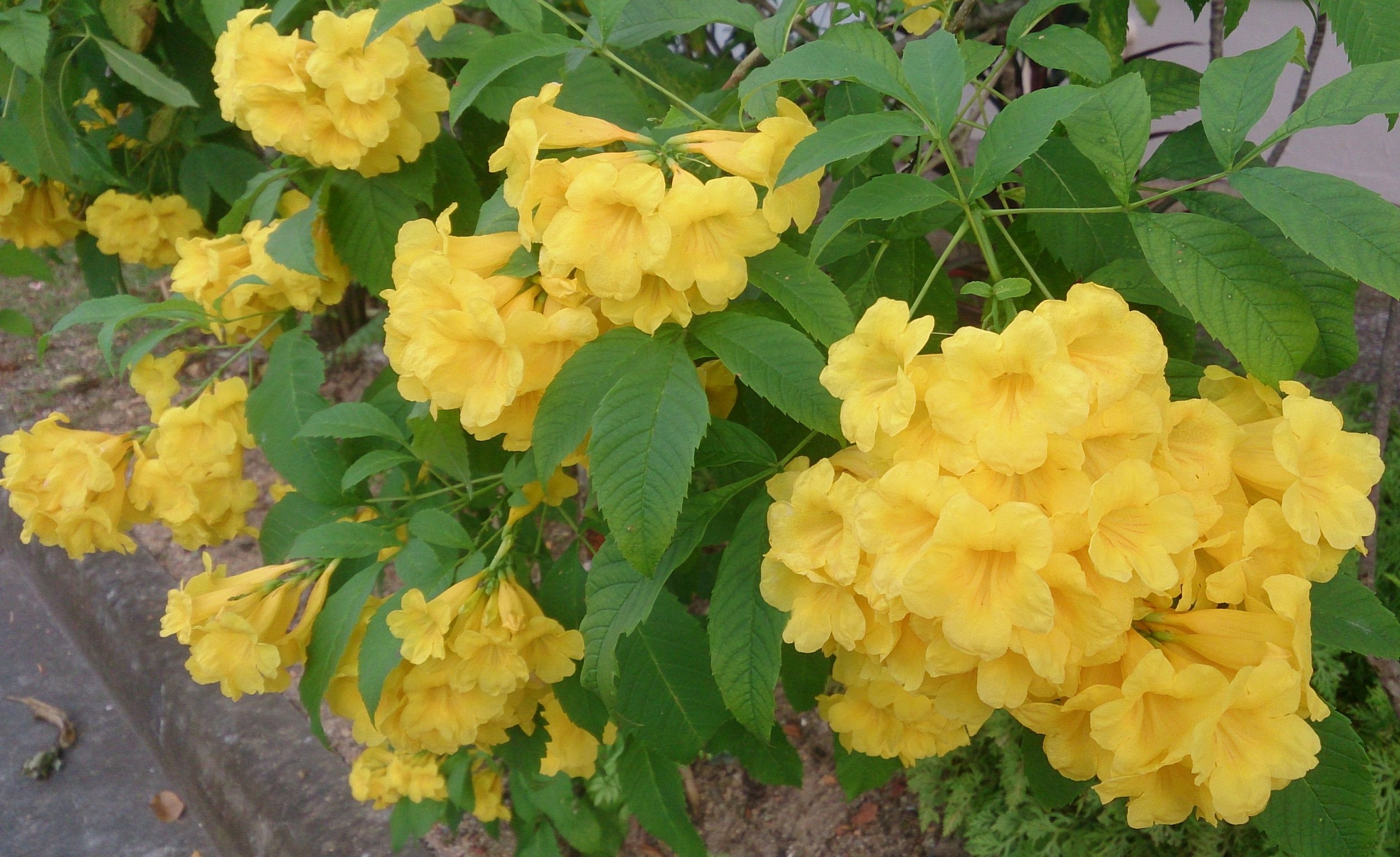 Yellow Trumpetbush.jpeg