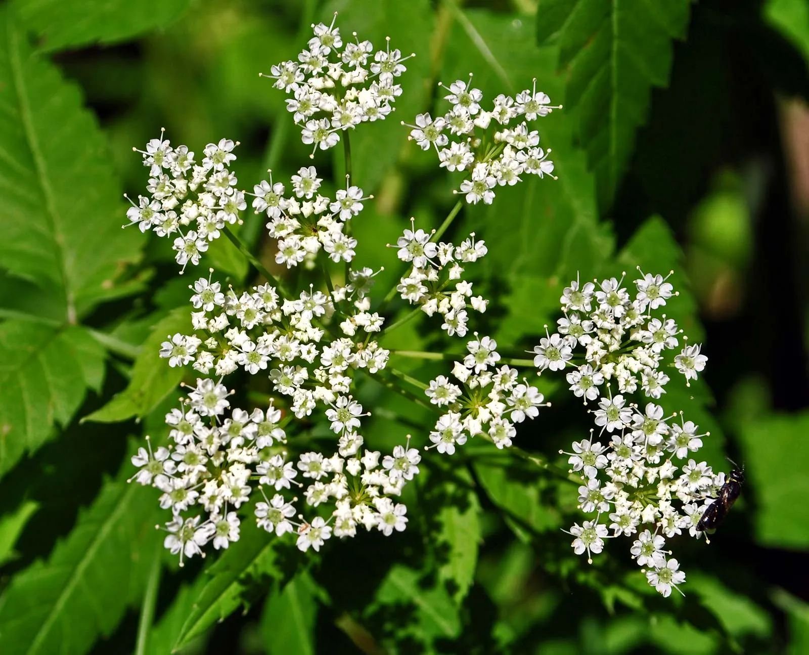 Water hemlock.jpg