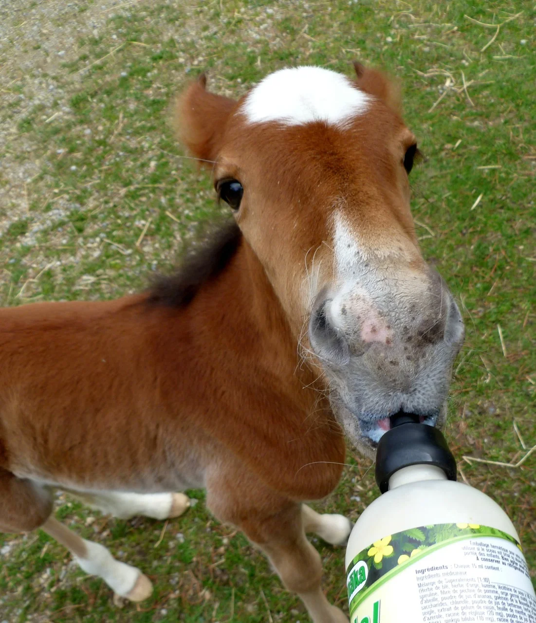 baby ganu drinking.jpg