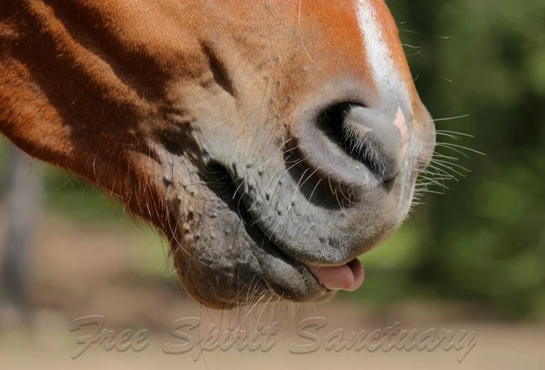 ganu tongue jun 21.jpg