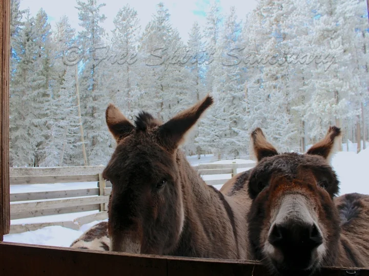 donks dec 31 13.jpg