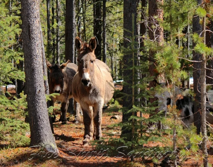 donks sp wb sp.jpg