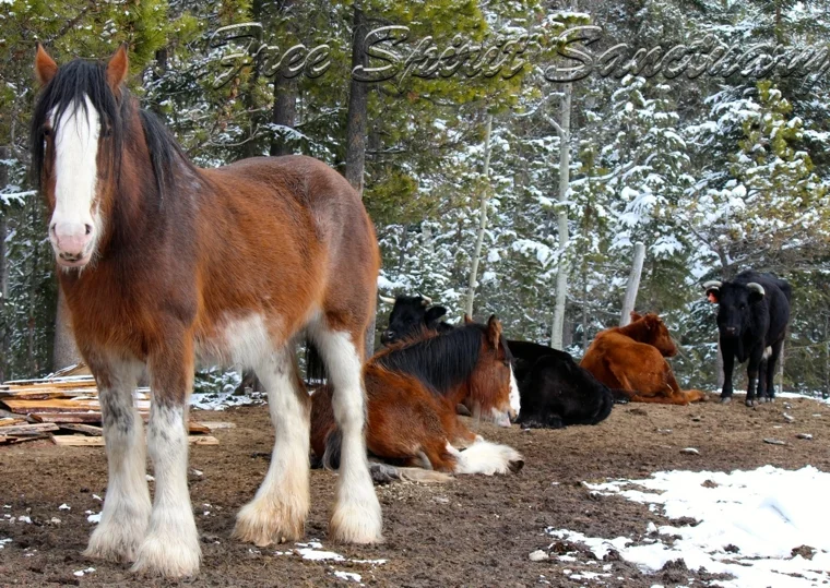 clydes cows.jpg