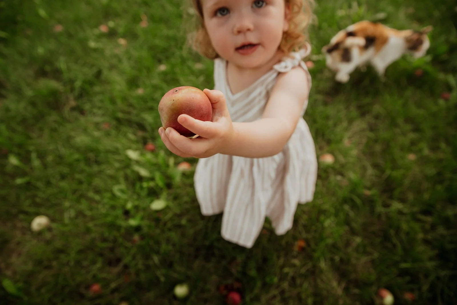 A young girl with curly hair in a white dress holding an apple extended towards the camera, with a dog in the background on a grassy yard.